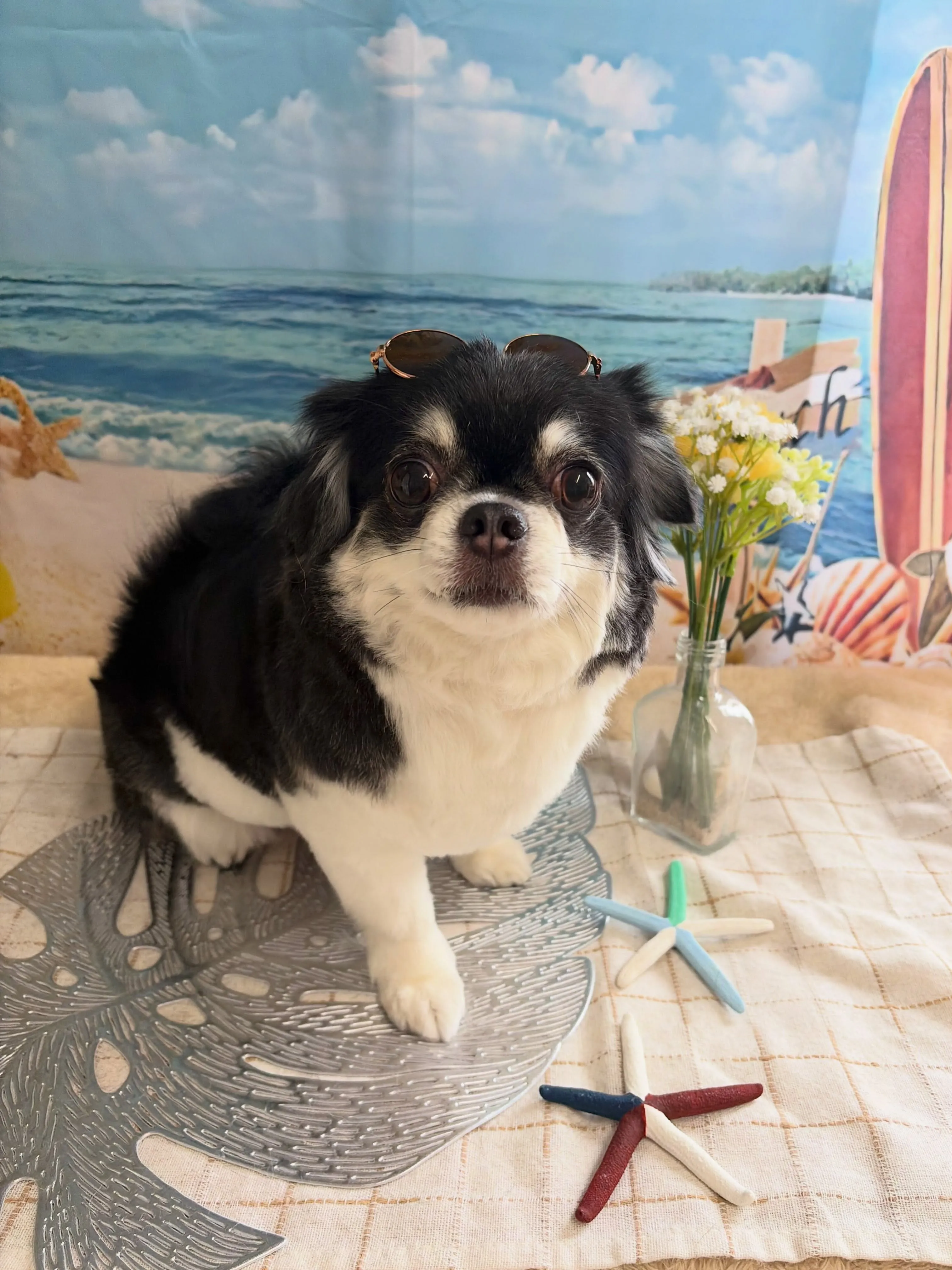 🍃7/18のトリミング🍃チワワ🐶｜名東区・千種区・守山区の動...