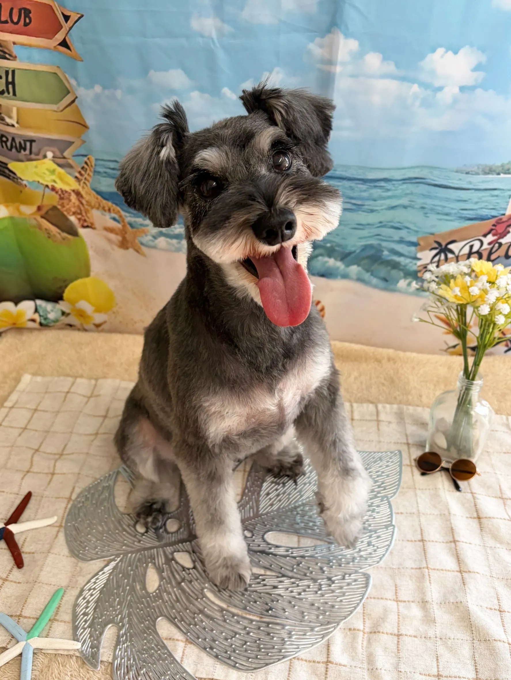 🍃7/18のトリミング🍃プードル🐶シュナウザー🐶|名東区・千...