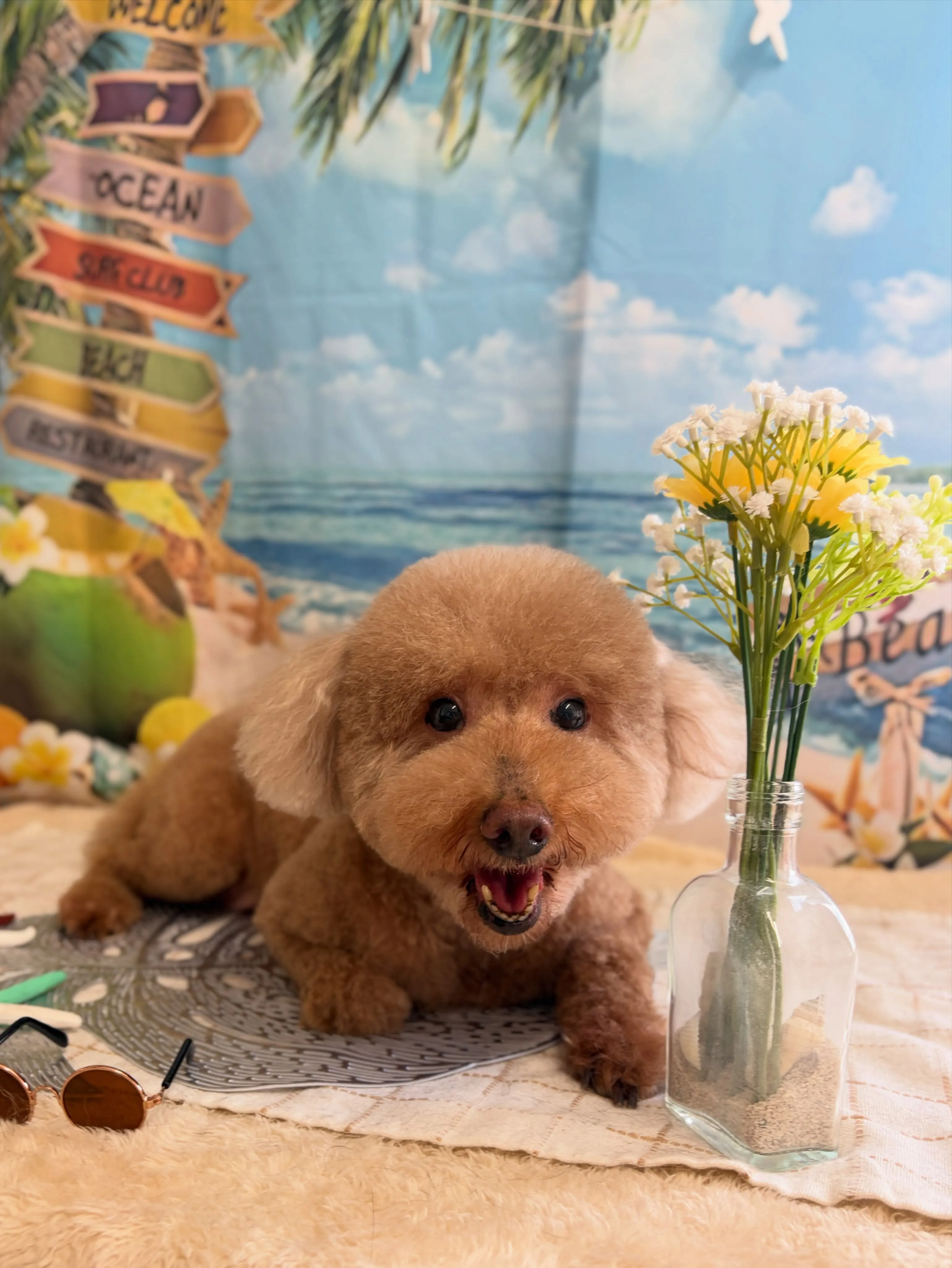 🍃7/18のトリミング🍃プードル🐶シュナウザー🐶|名東区・千...