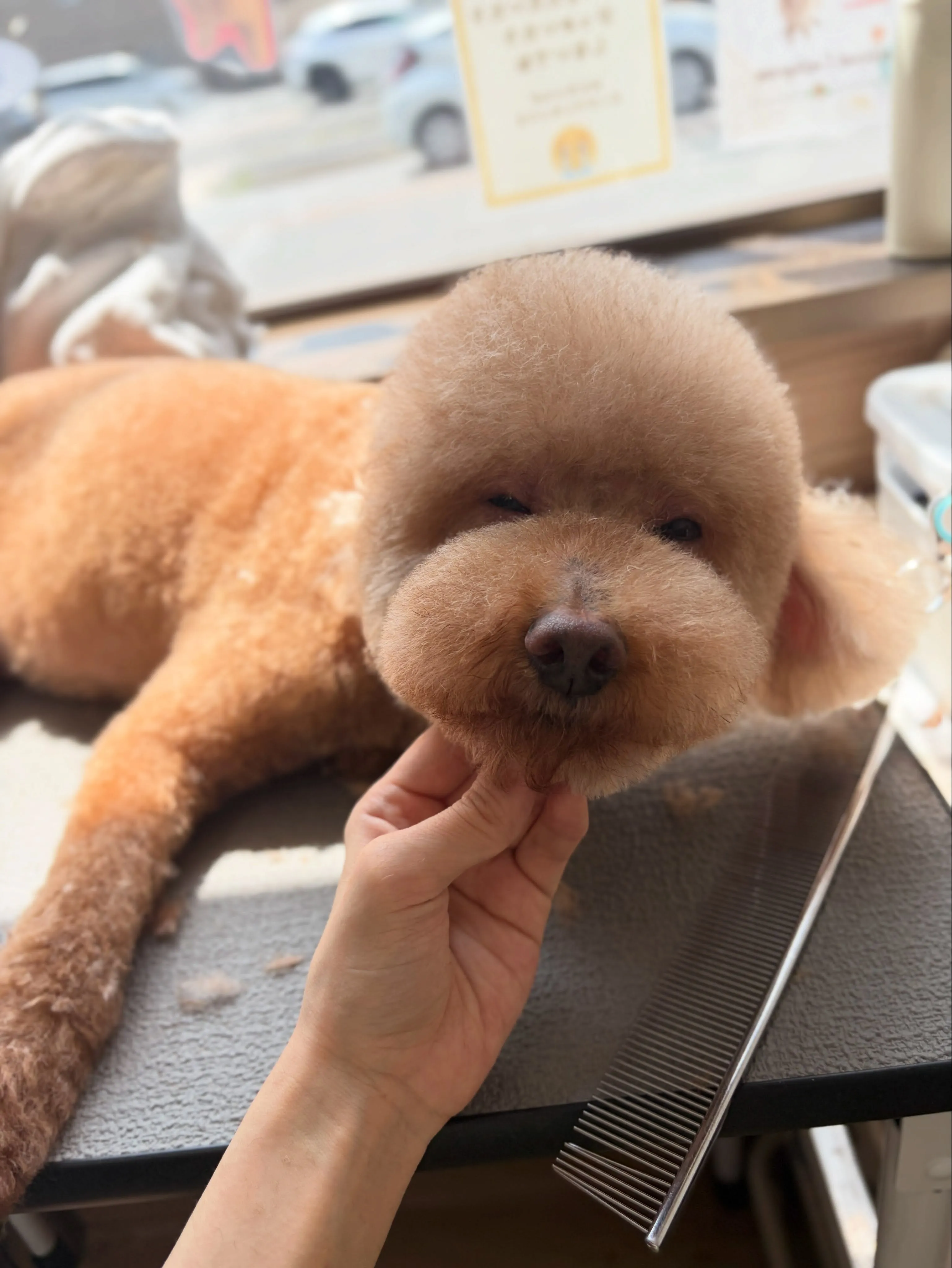 🍃7/18のトリミング🍃プードル🐶シュナウザー🐶|名東区・千...