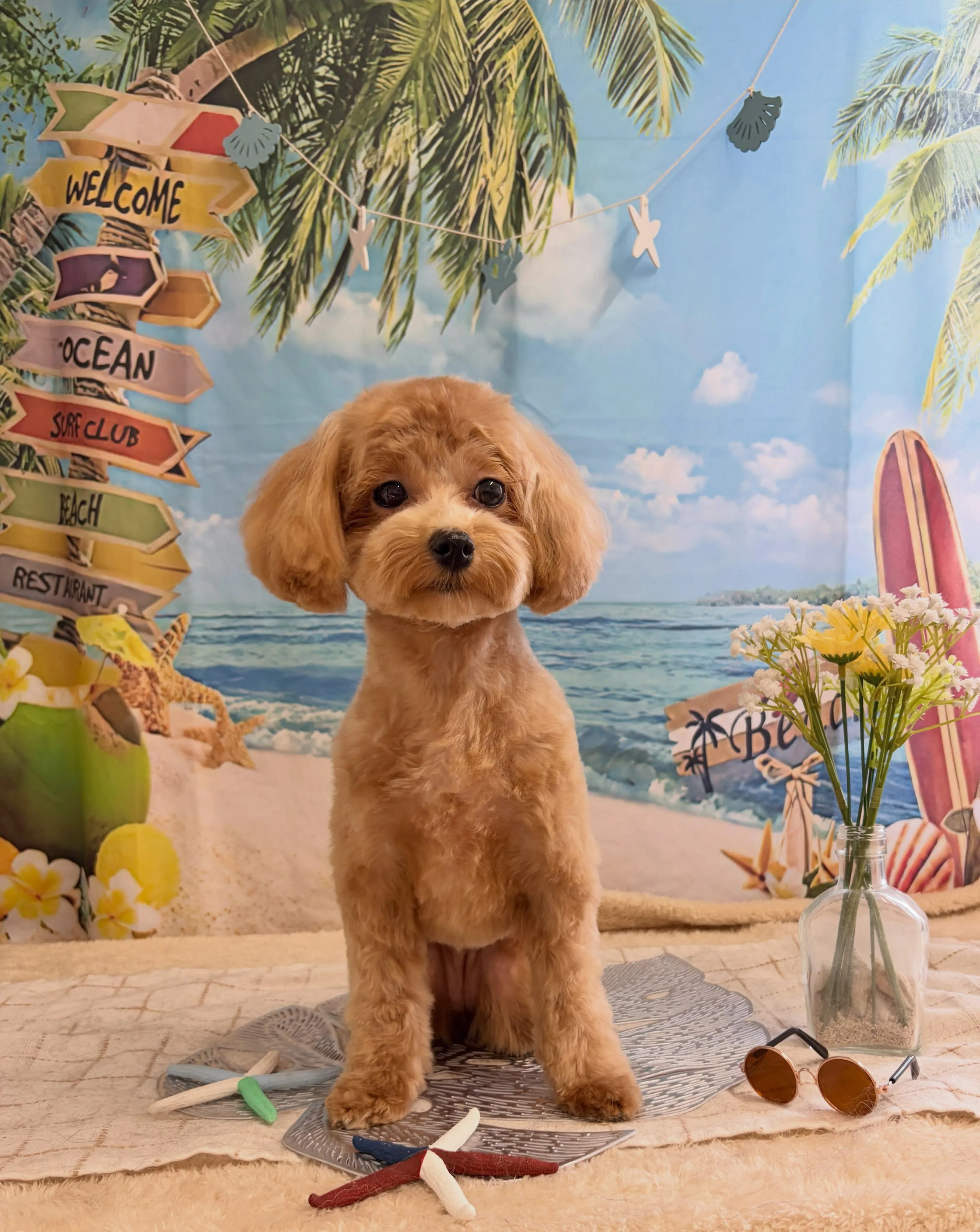 🍃7/20のトリミング🍃ミックス犬🐶｜名東区・千種区・守山区...