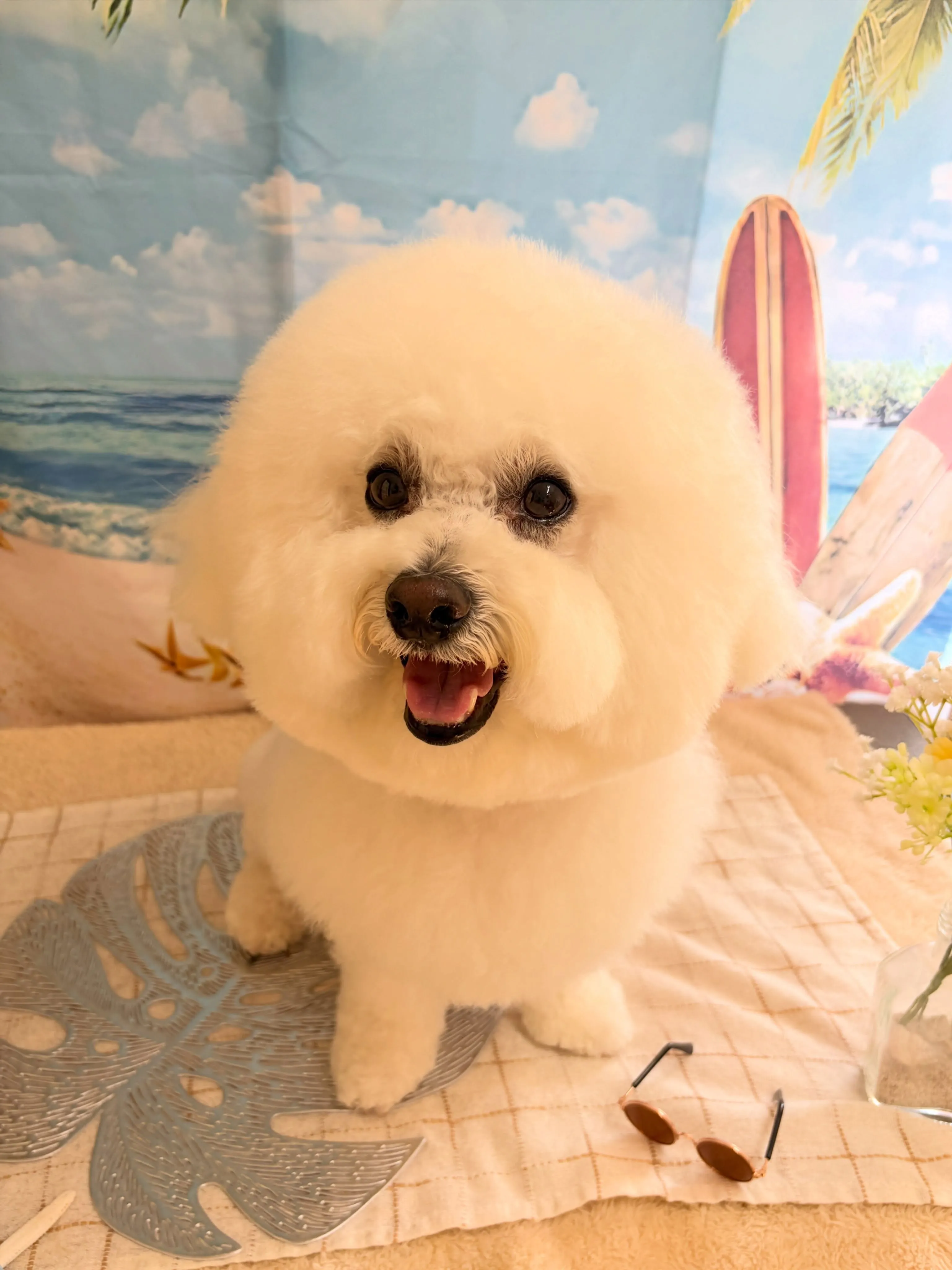 🍃7/20のトリミング🍃ビションフリーゼ🐶｜名東区・千種区・...