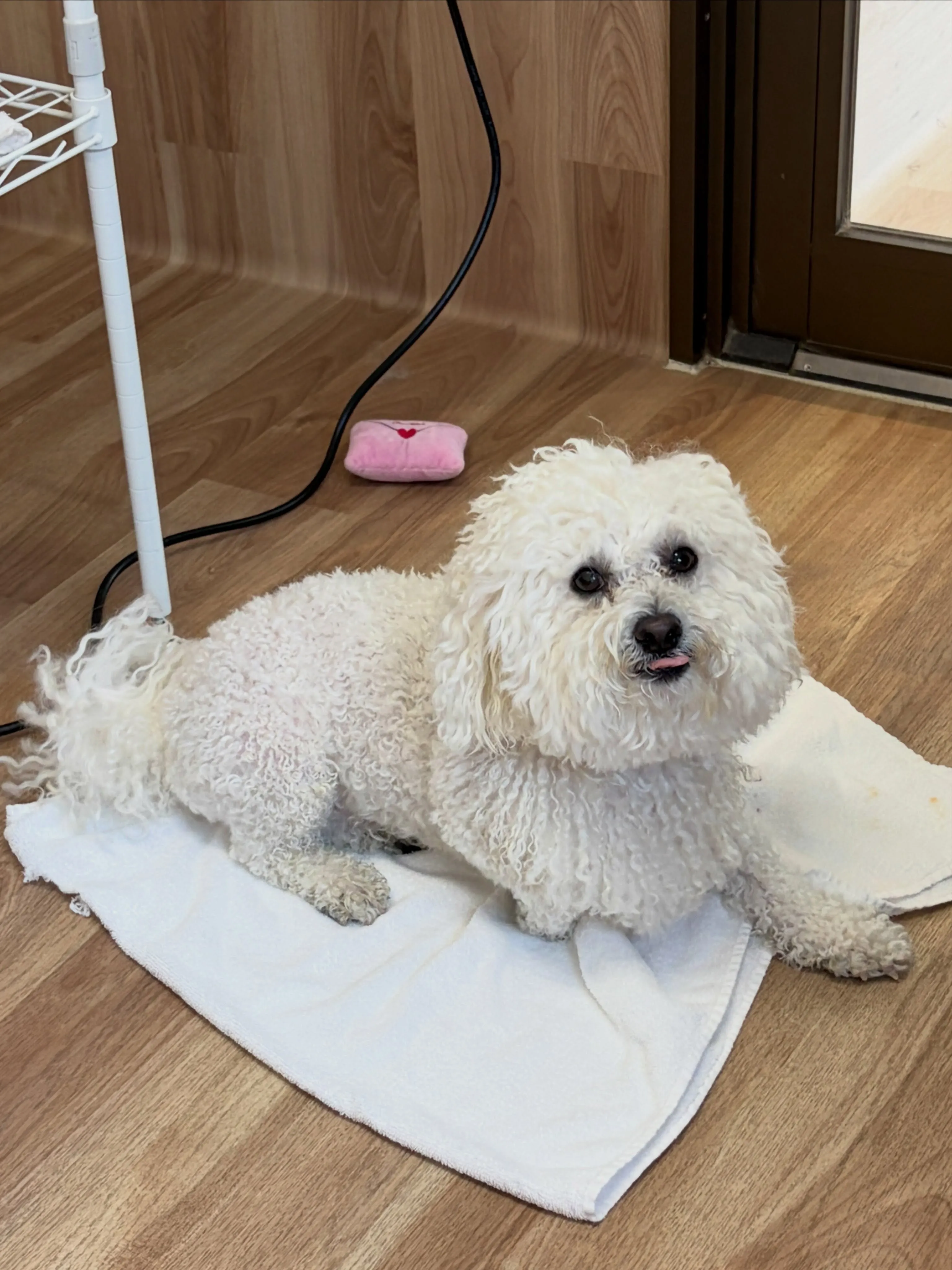 🍃7/20のトリミング🍃ビションフリーゼ🐶|名東区・千種区・...