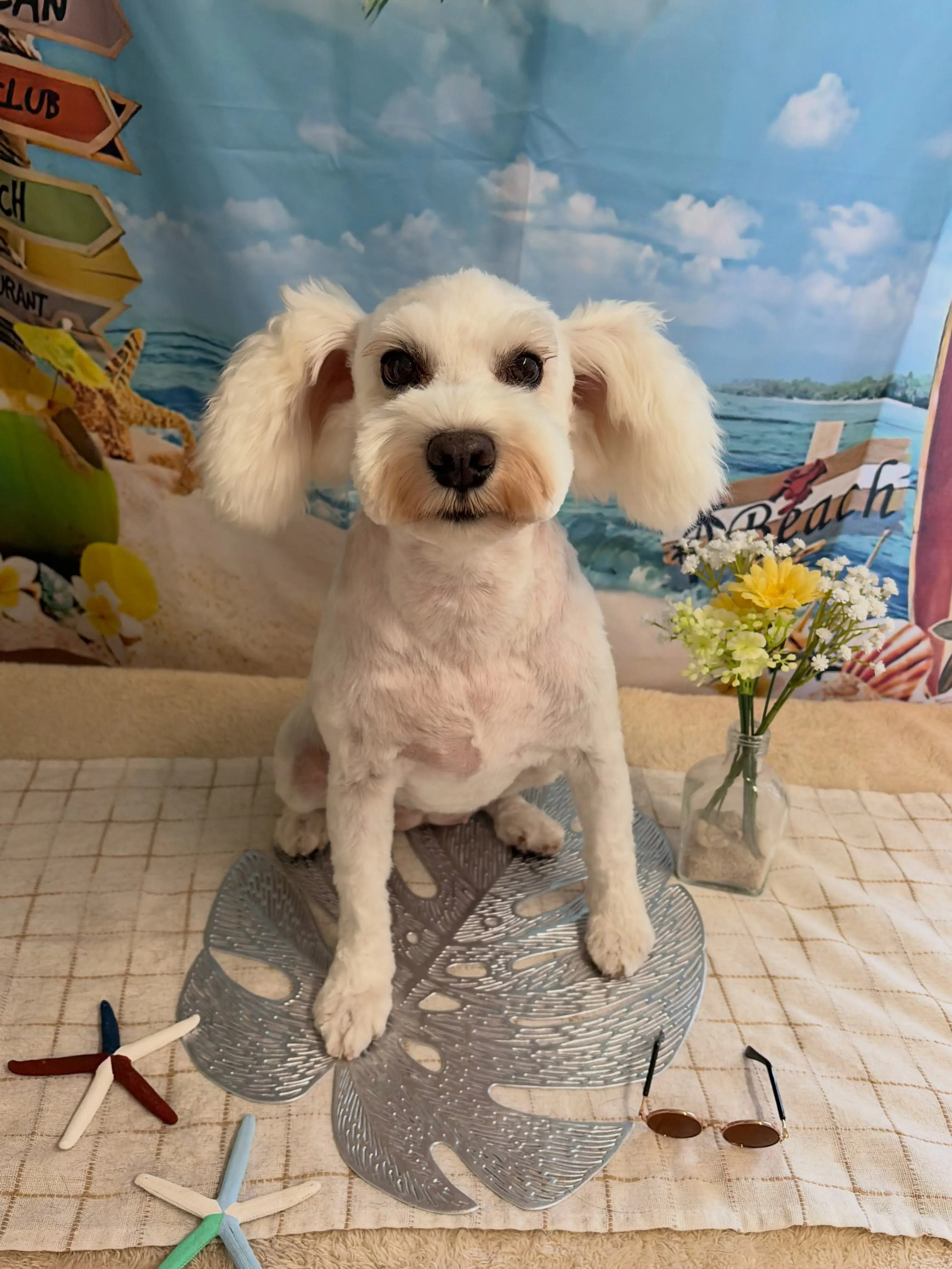 🍃7/21のトリミング🍃ミニチュアシュナウザー🐶｜名東区・千...