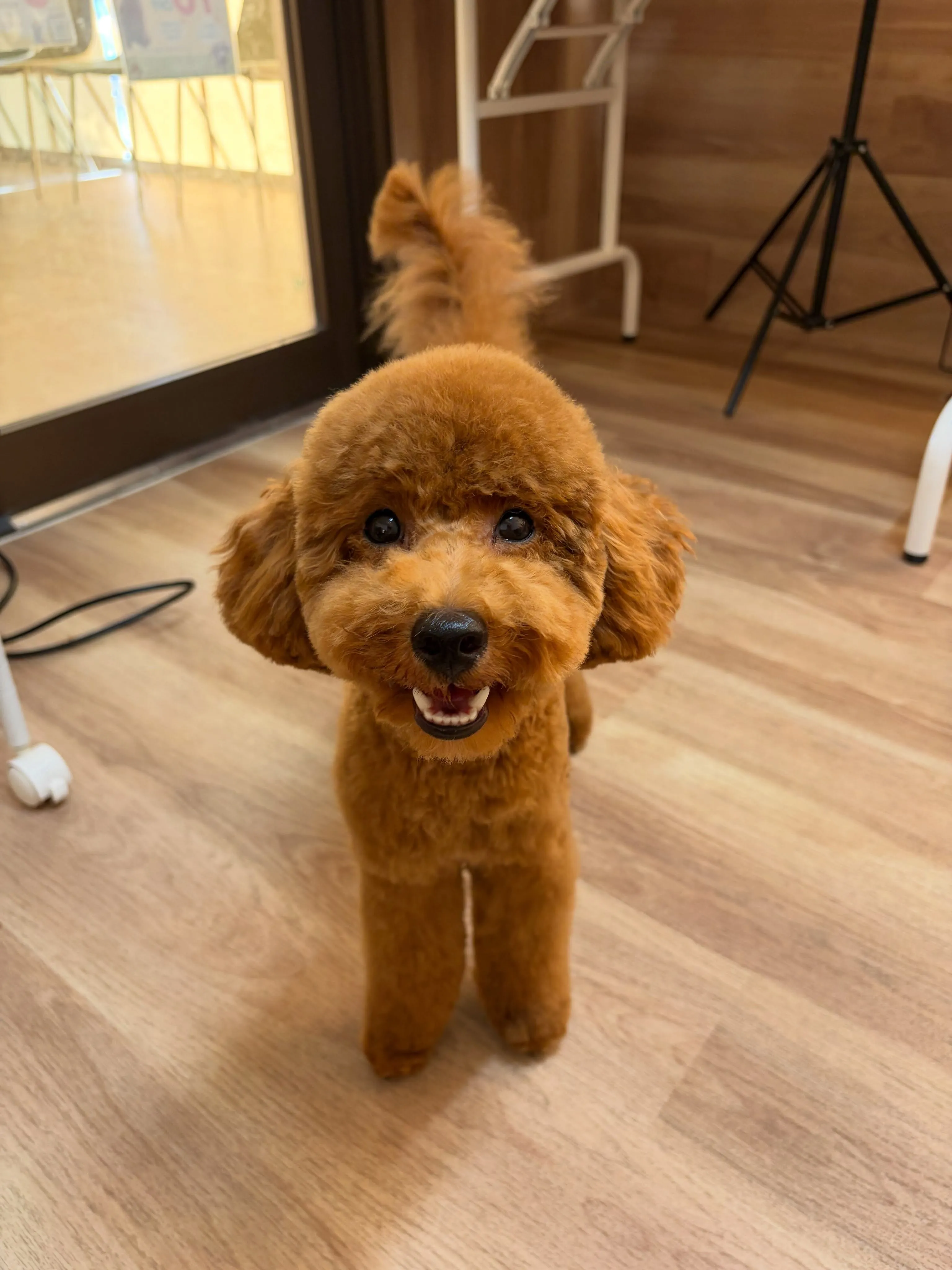 🍃7/21のトリミング🍃プードル🐶｜名東区・千種区・守山区の...