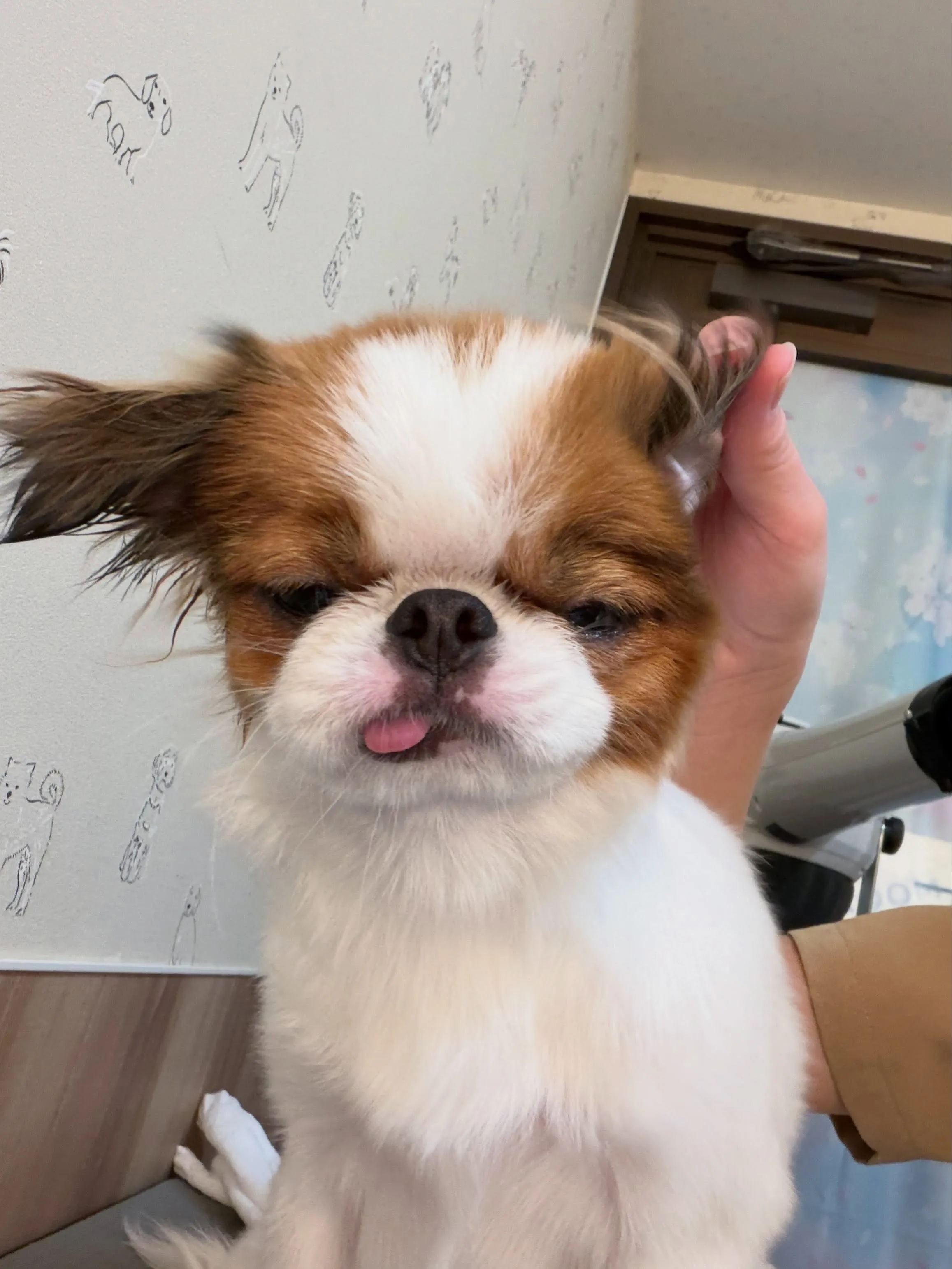 🍃7/21のトリミング🍃狆🐶｜名東区・千種区・守山区の動物病...