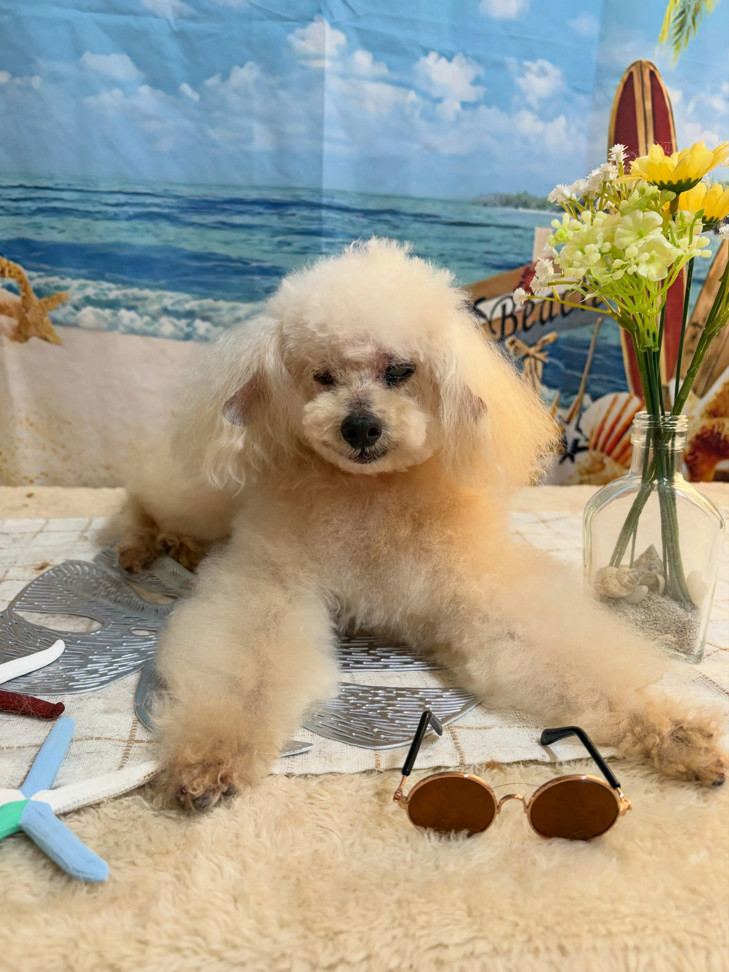 🍃7/22のトリミング🍃プードル🐶｜名東区・千種区・守山区の...