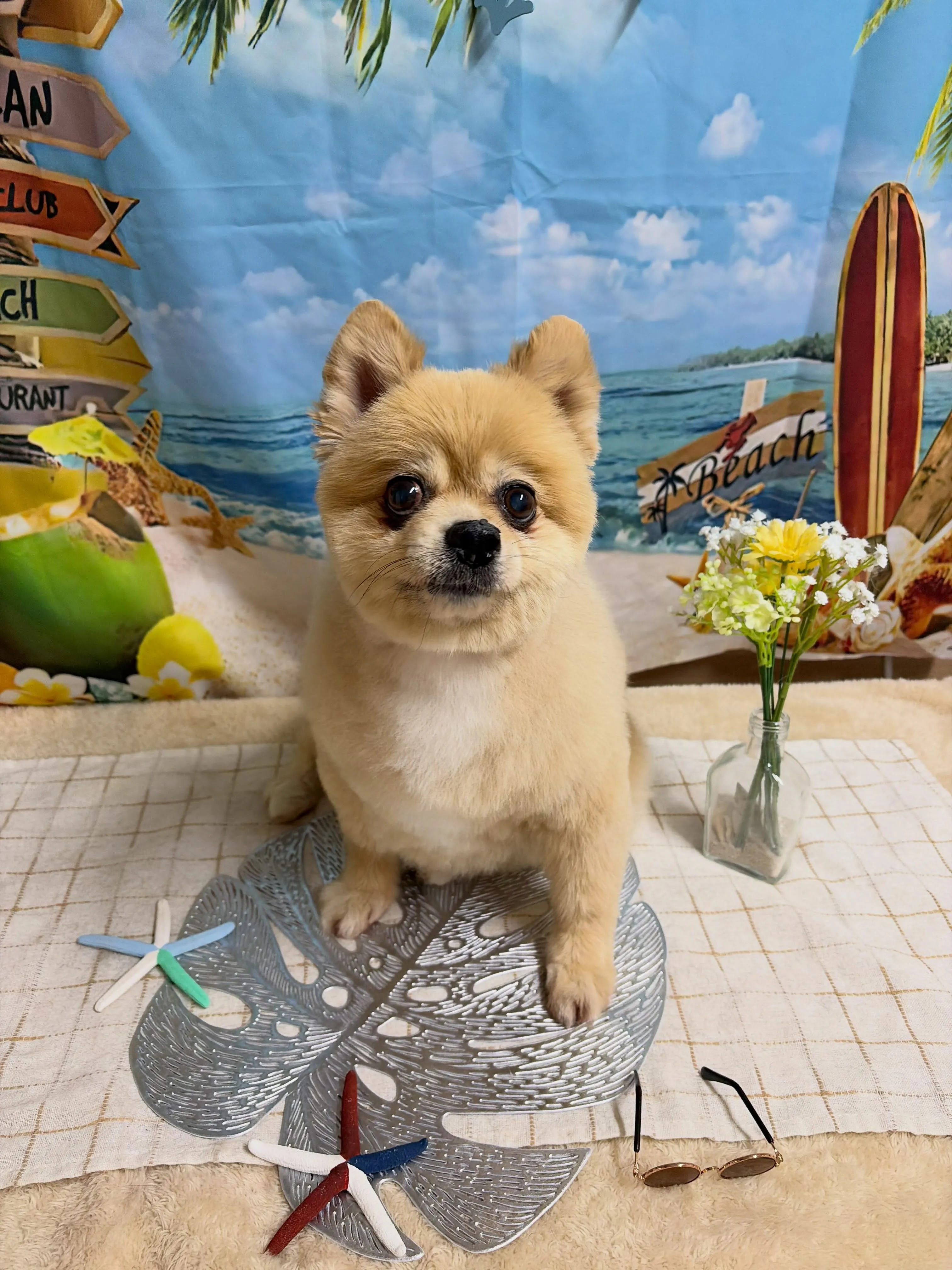 🍃7/22のトリミング🍃ポメラニアン🐶｜名東区・千種区・守山...