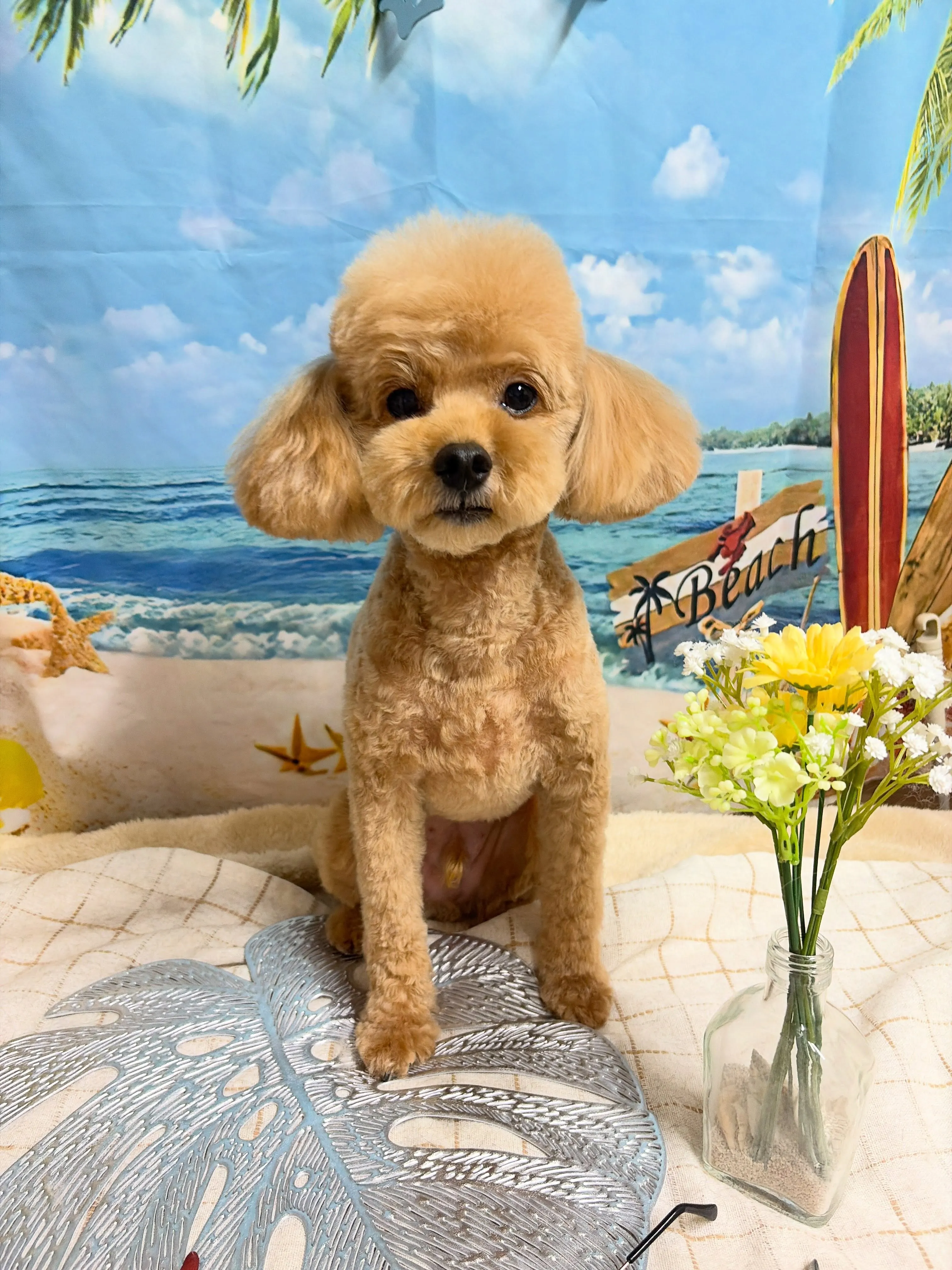 🍃7/22のトリミング🍃プードル🐶｜名東区・千種区・守山区の...