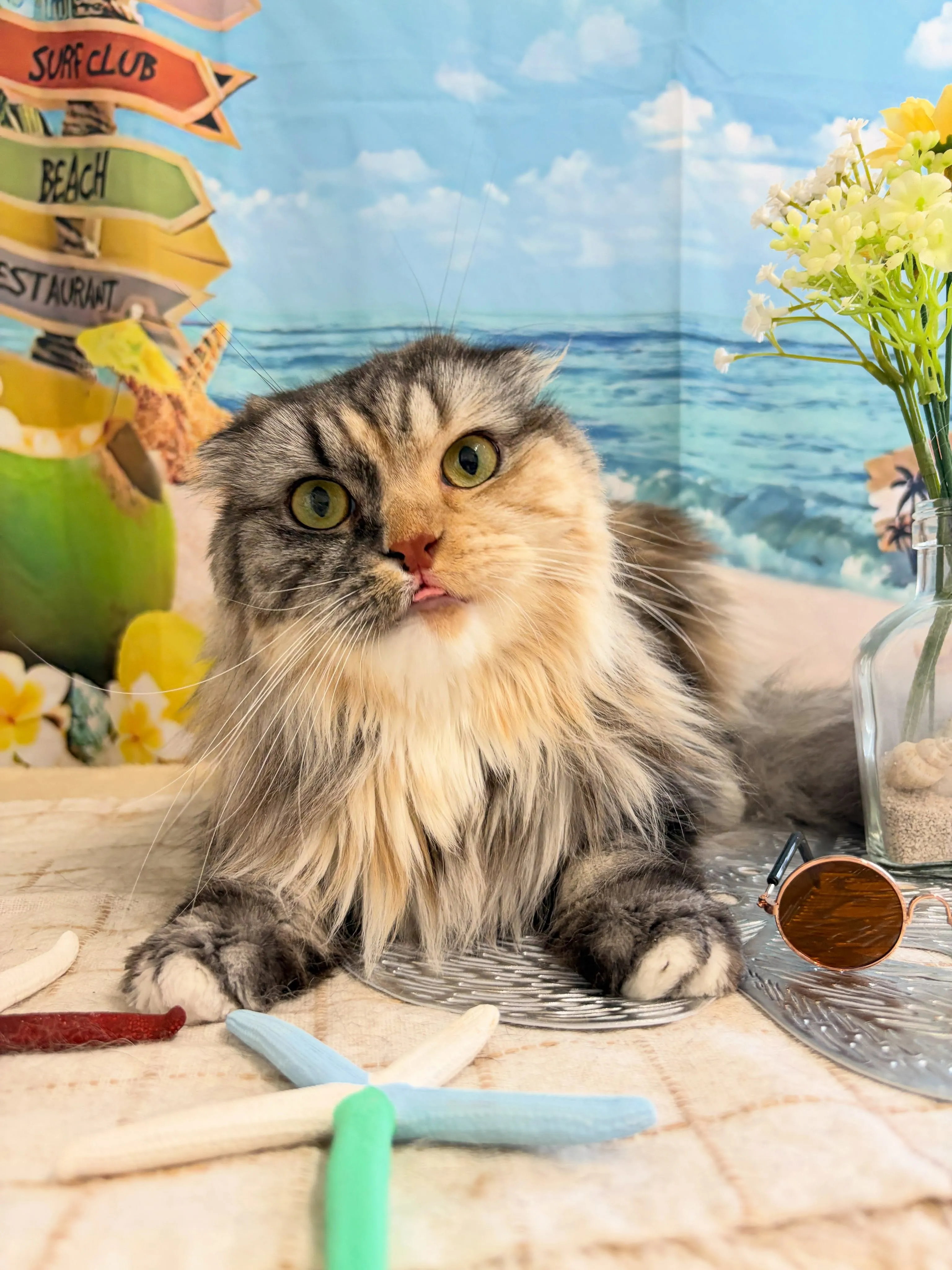 🍃7/22のトリミング🍃スコティッシュ・フォールド🐱｜名東区...