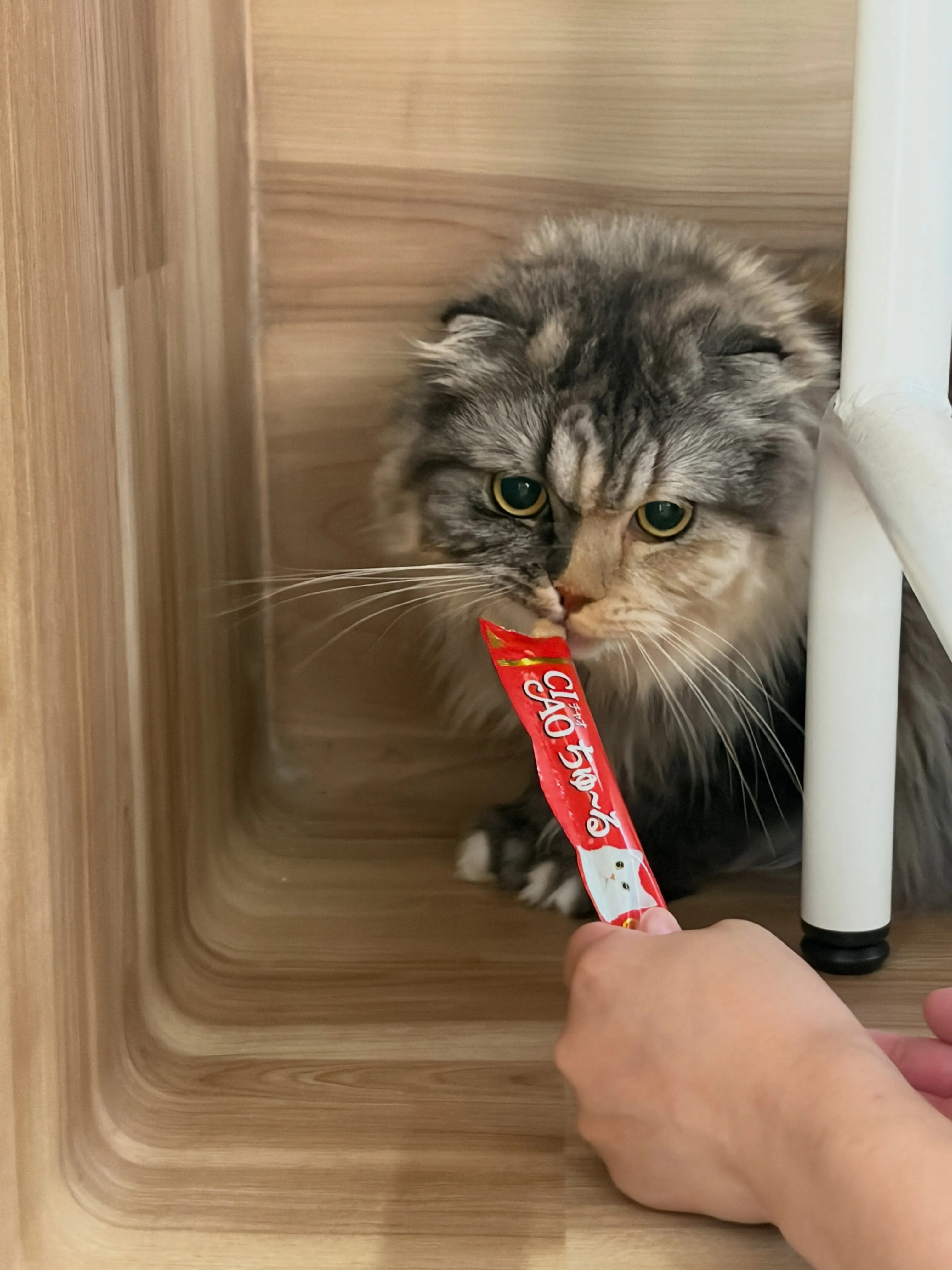 🍃7/22のトリミング🍃スコティッシュ・フォールド🐱|名東区...