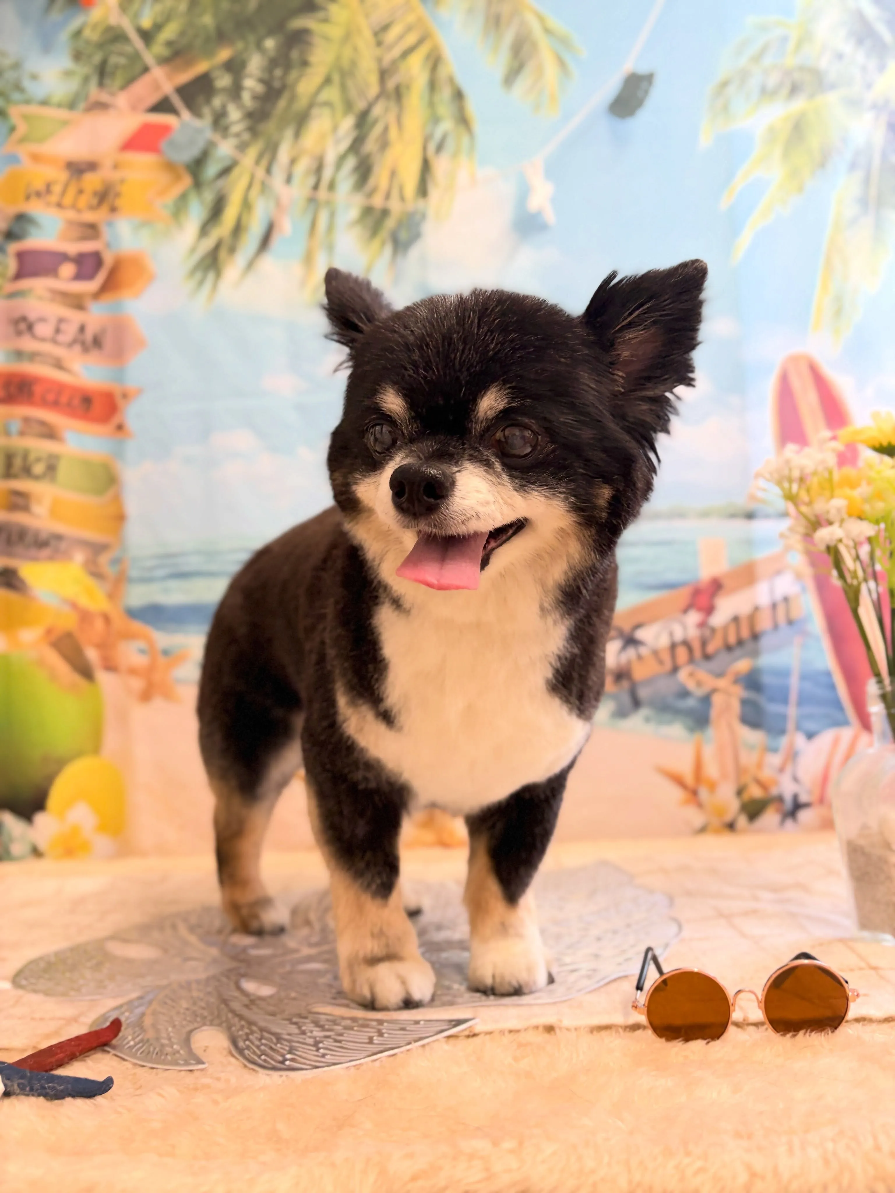 🍃7/24のトリミング🍃チワワ🐶｜名東区・千種区・守山区の動...