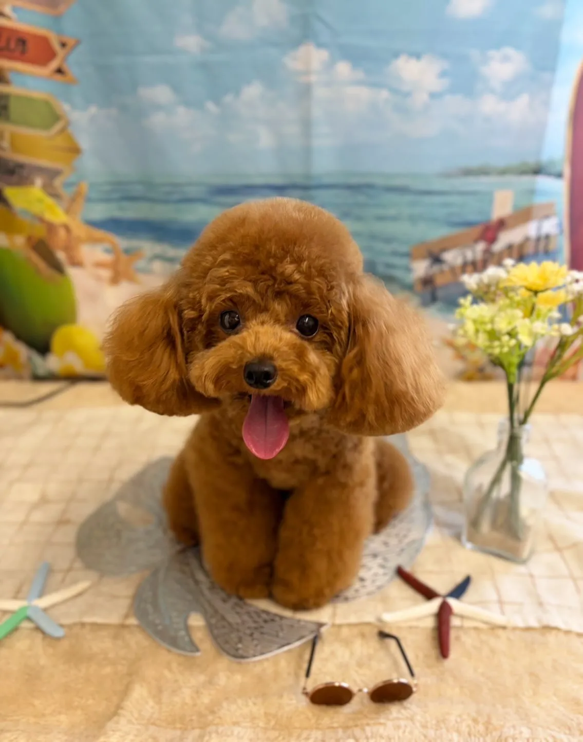 🍃7/24のトリミング🍃プードル🐶ミックス犬🐶チワワ🐶|名東...