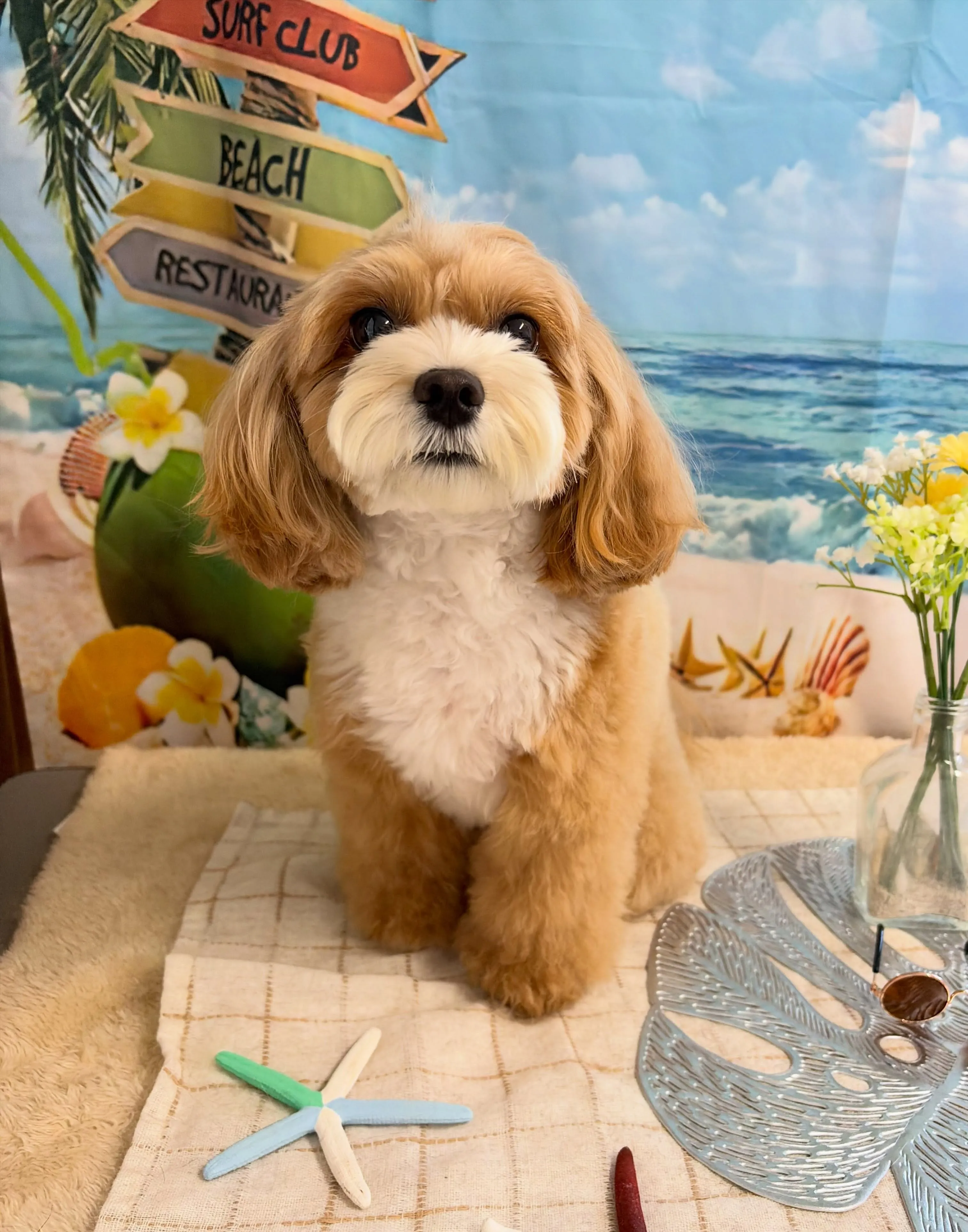 🍃7/24のトリミング🍃プードル🐶ミックス犬🐶チワワ🐶|名東...