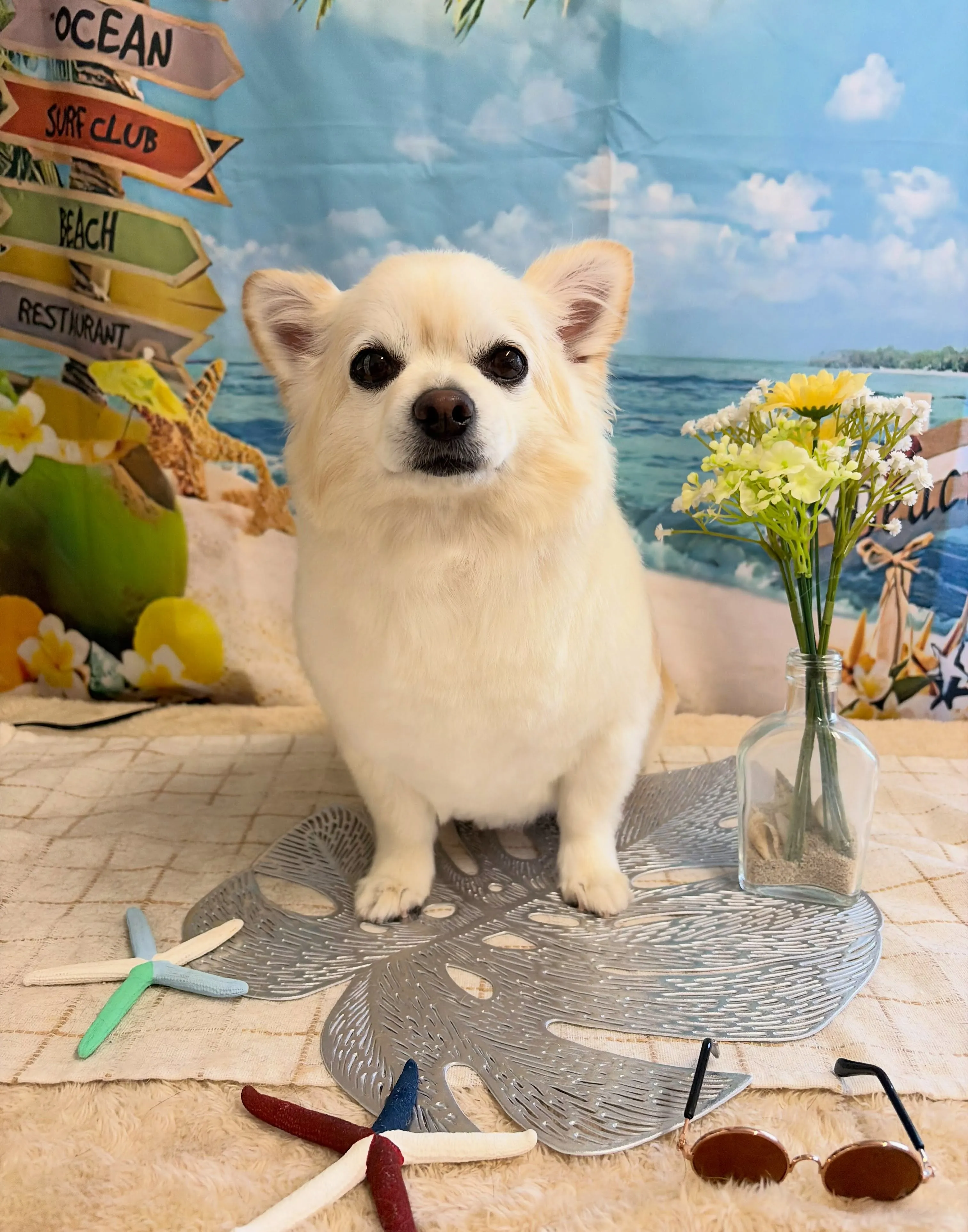🍃7/24のトリミング🍃プードル🐶ミックス犬🐶チワワ🐶|名東...