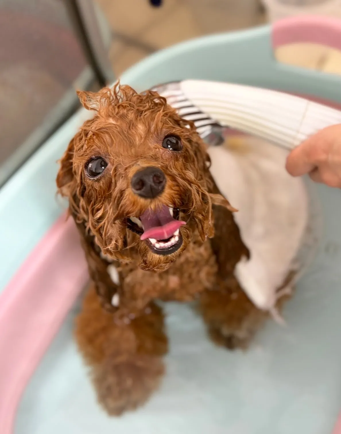 🍃7/24のトリミング🍃プードル🐶ミックス犬🐶チワワ🐶|名東...