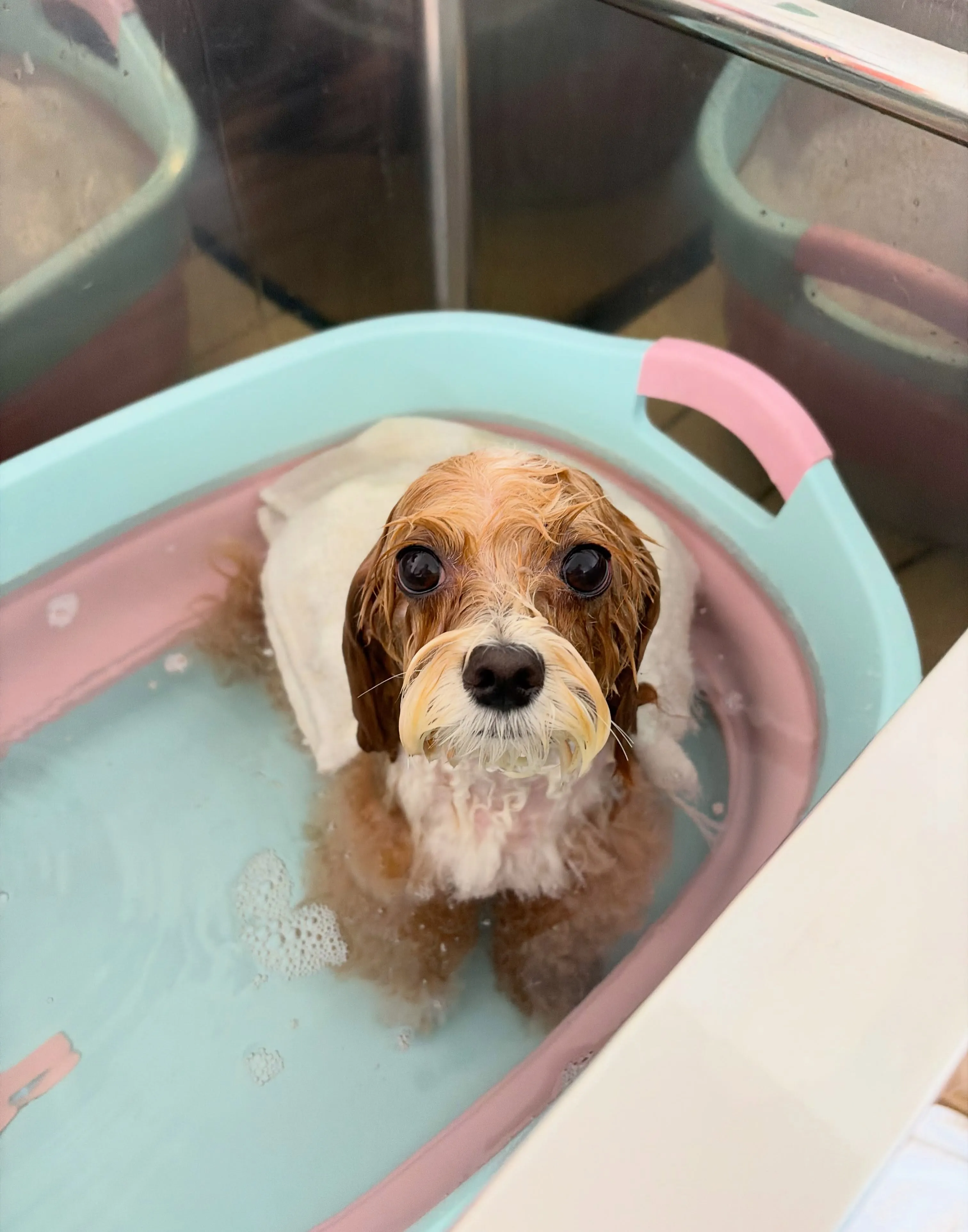 🍃7/24のトリミング🍃プードル🐶ミックス犬🐶チワワ🐶|名東...