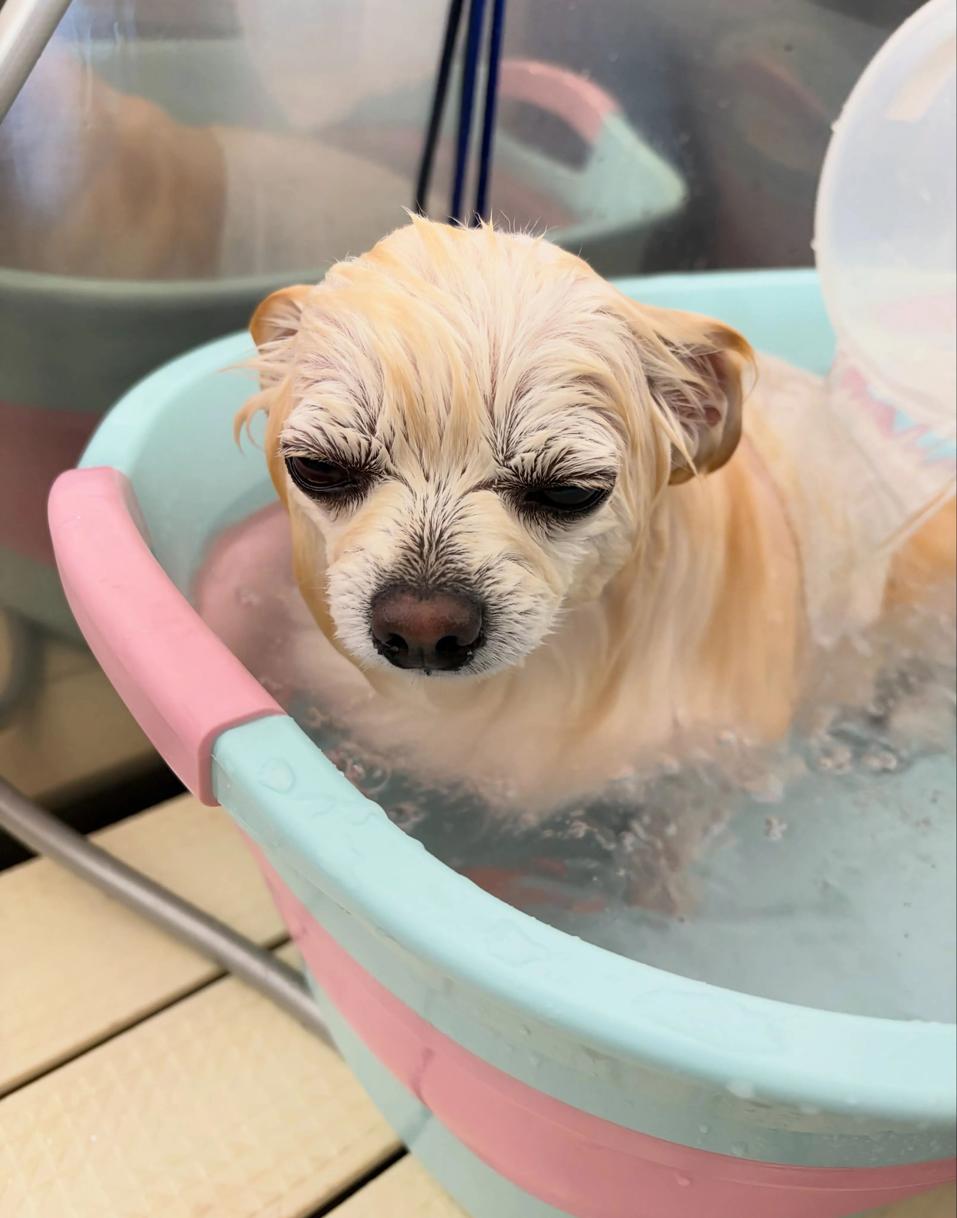 🍃7/24のトリミング🍃プードル🐶ミックス犬🐶チワワ🐶|名東...