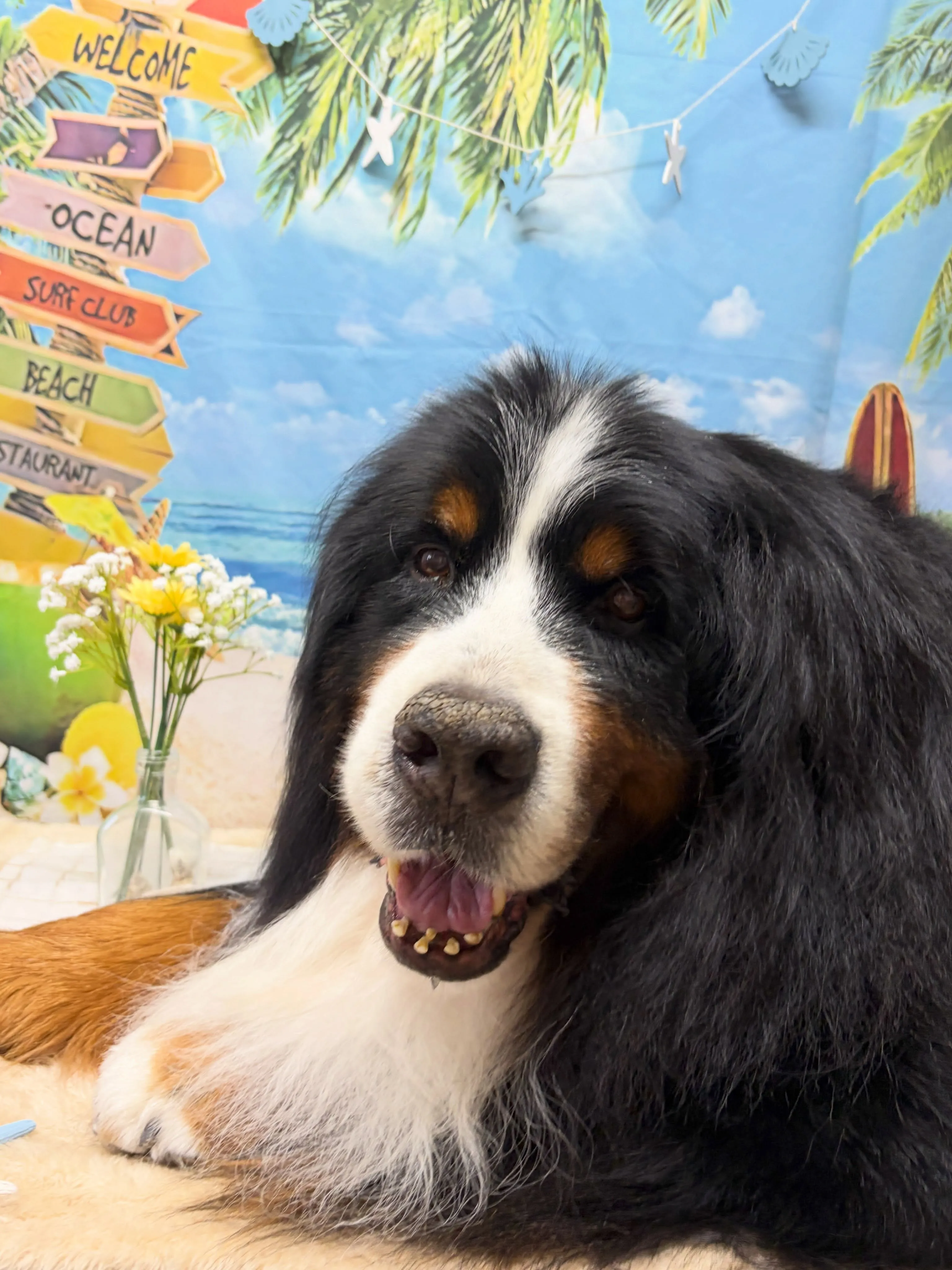 🍃7/24のトリミング🍃バーニーズマウンテンドッグ🐶|名東区...