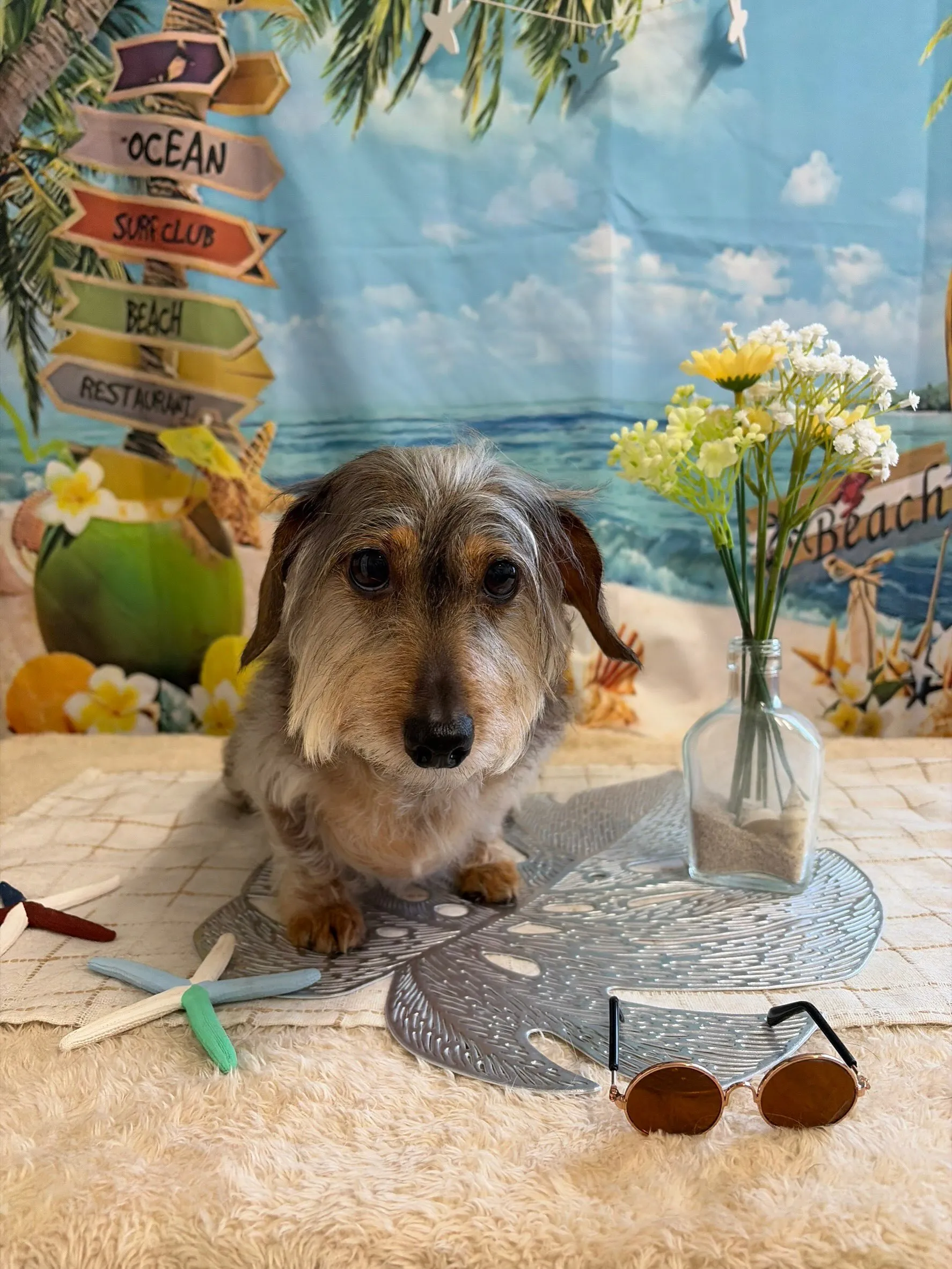 🍃7/25のトリミング🍃シーズー🐶ダックス🐶チワワ🐶|名東区...