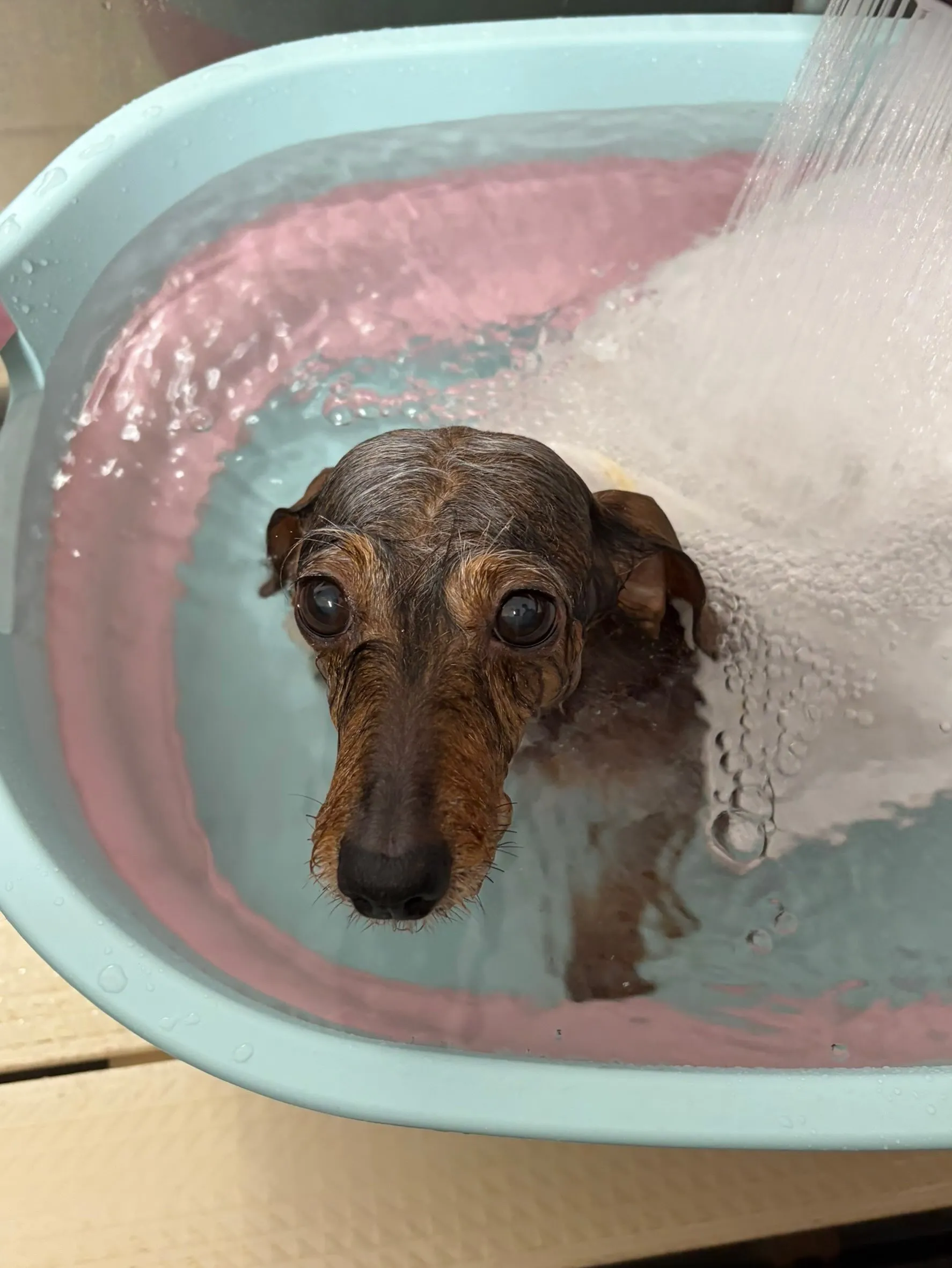 🍃7/25のトリミング🍃シーズー🐶ダックス🐶チワワ🐶|名東区...