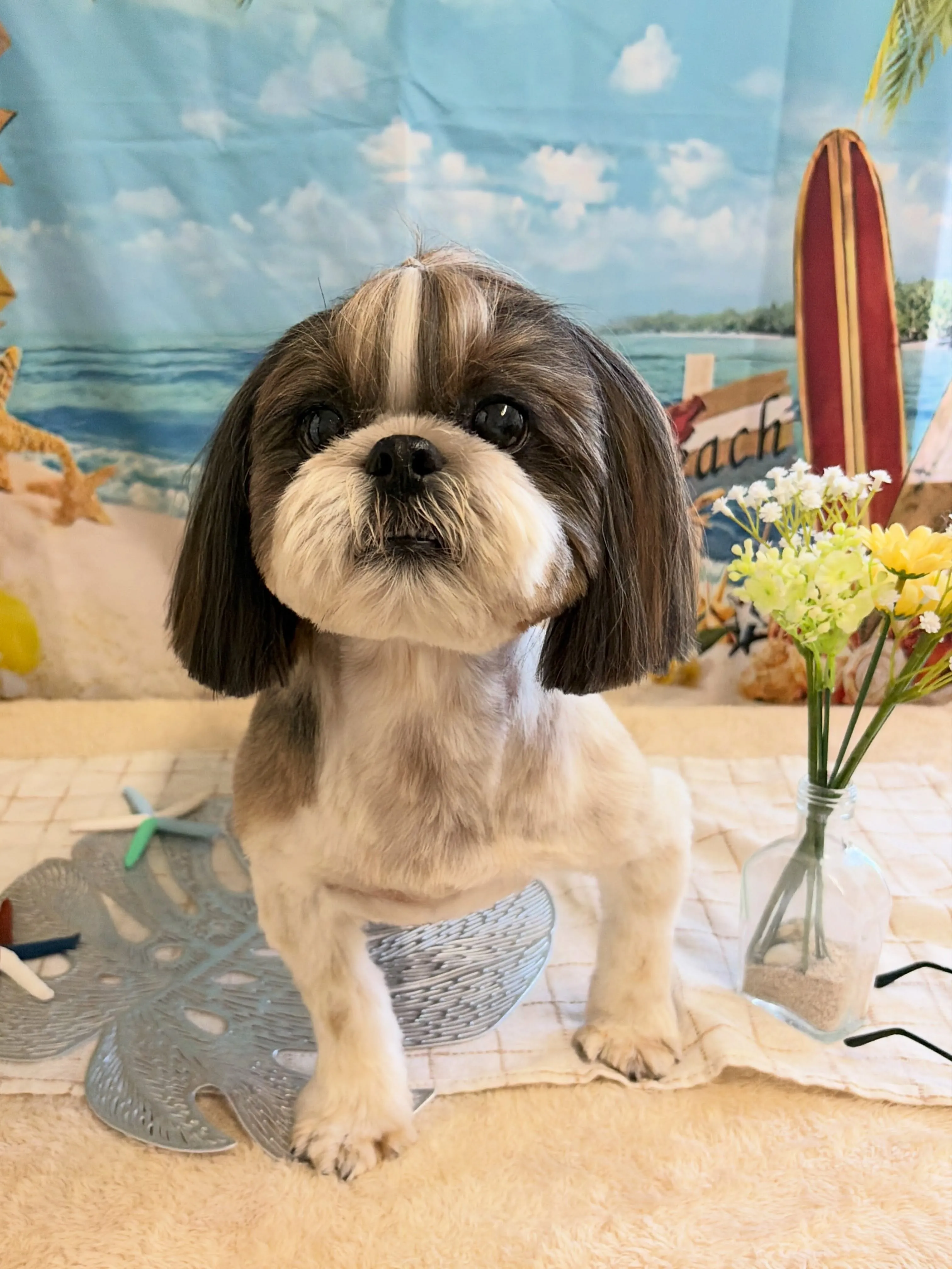 🍃7/25のトリミング🍃シーズー🐶ダックス🐶チワワ🐶|名東区...