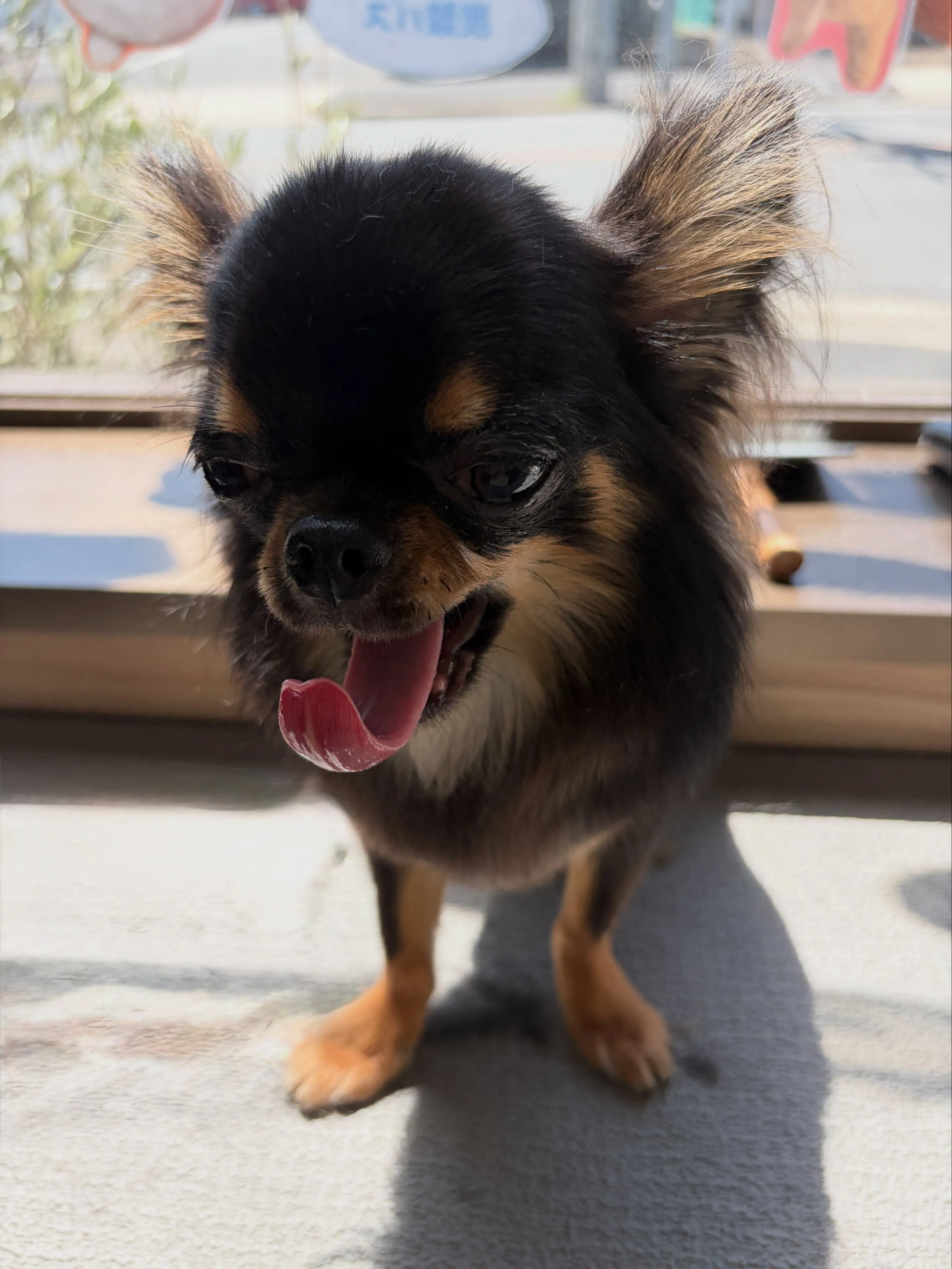🍃7/25のトリミング🍃シーズー🐶ダックス🐶チワワ🐶|名東区...