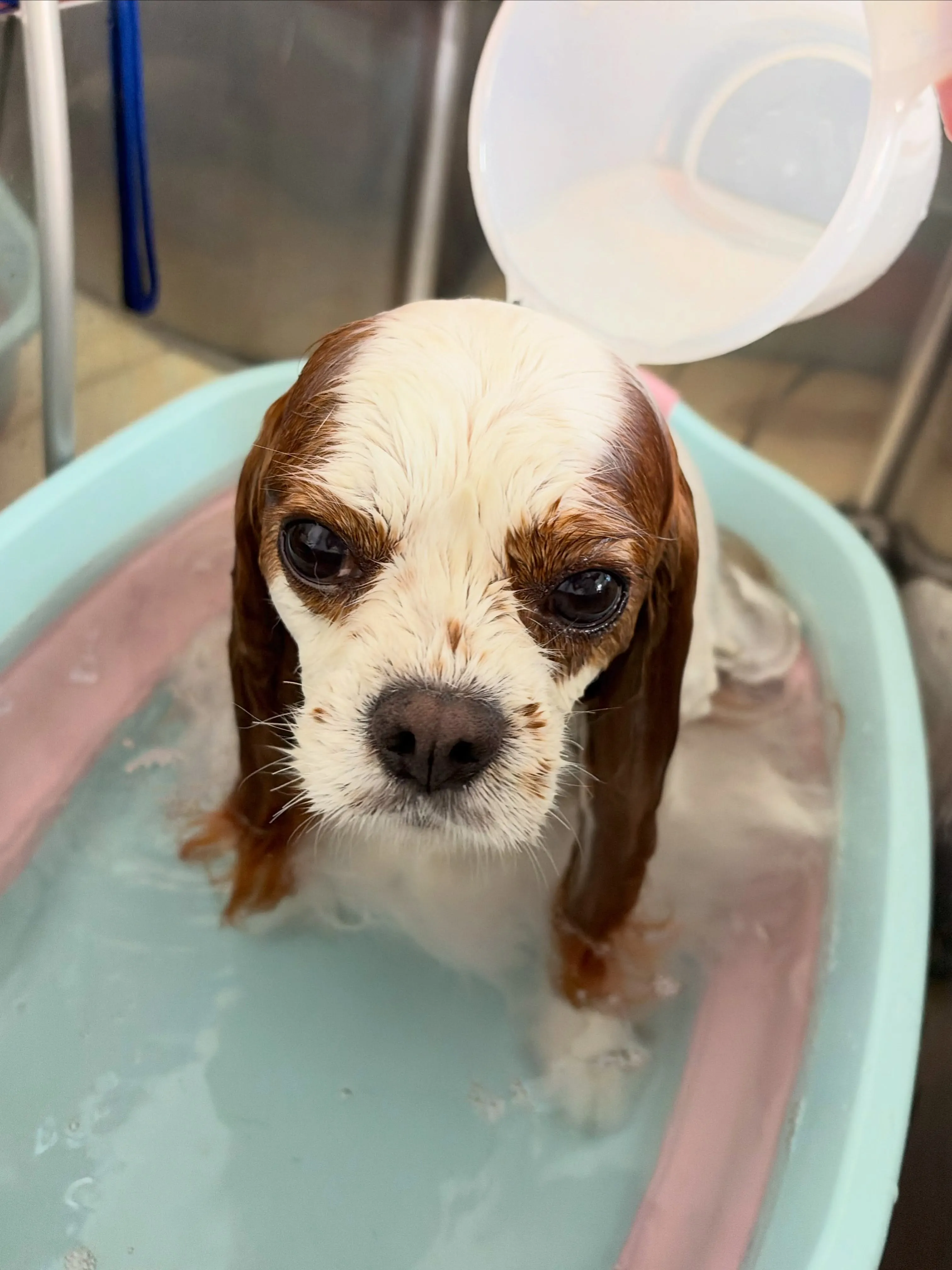 🍃7/25のトリミング🍃キャバリア🐶|名東区・千種区・守山区...