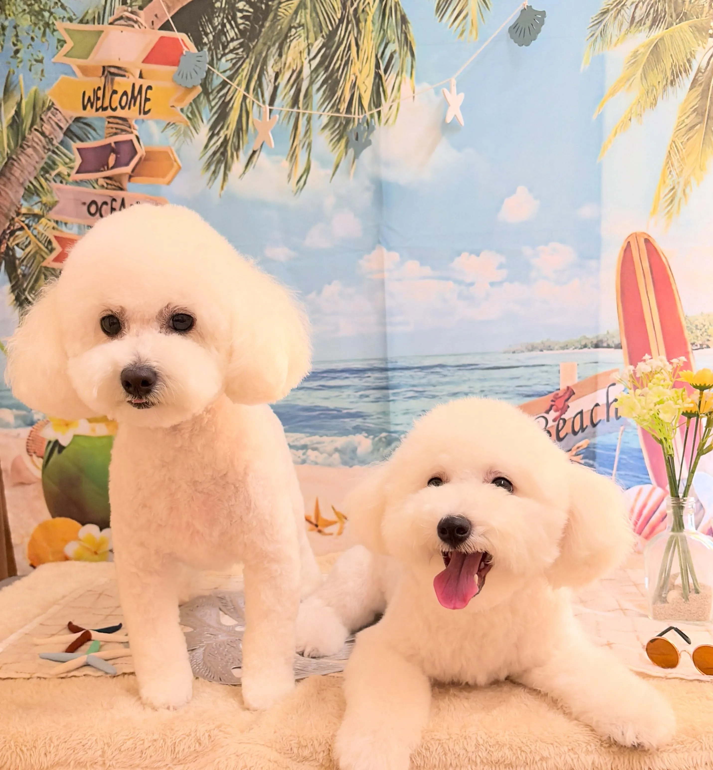 🍃7/25のトリミング🍃ミックス犬🐶｜名東区・千種区・守山区...