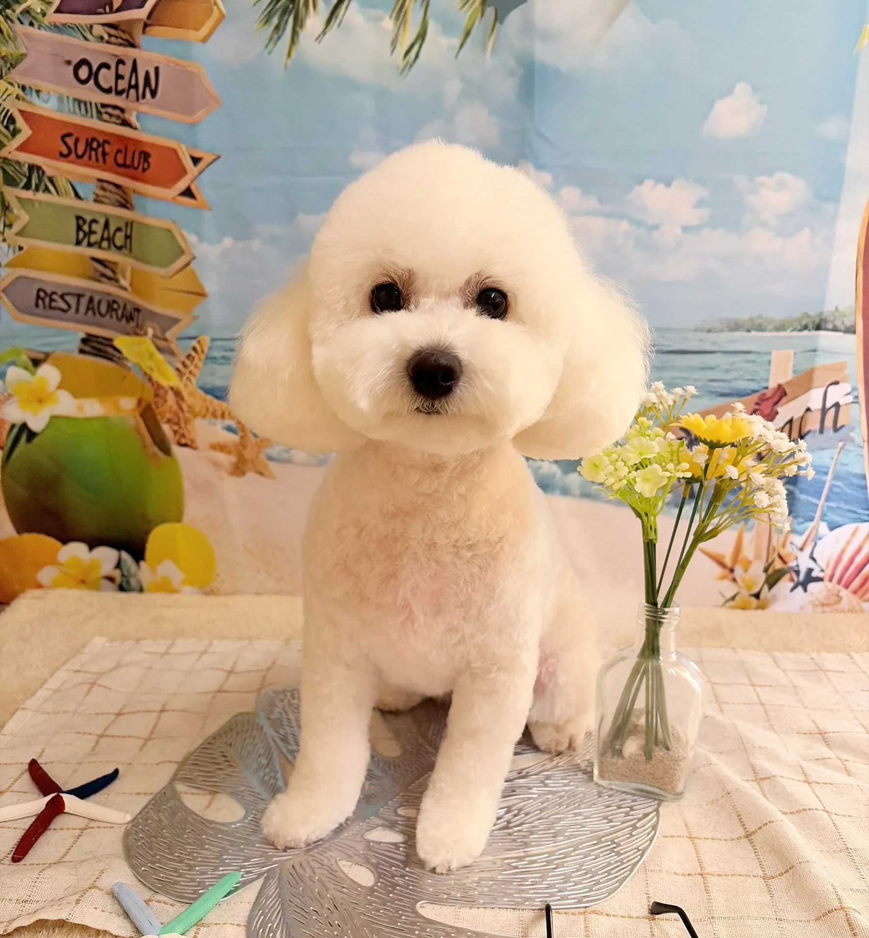 🍃7/25のトリミング🍃ミックス犬🐶｜名東区・千種区・守山区...