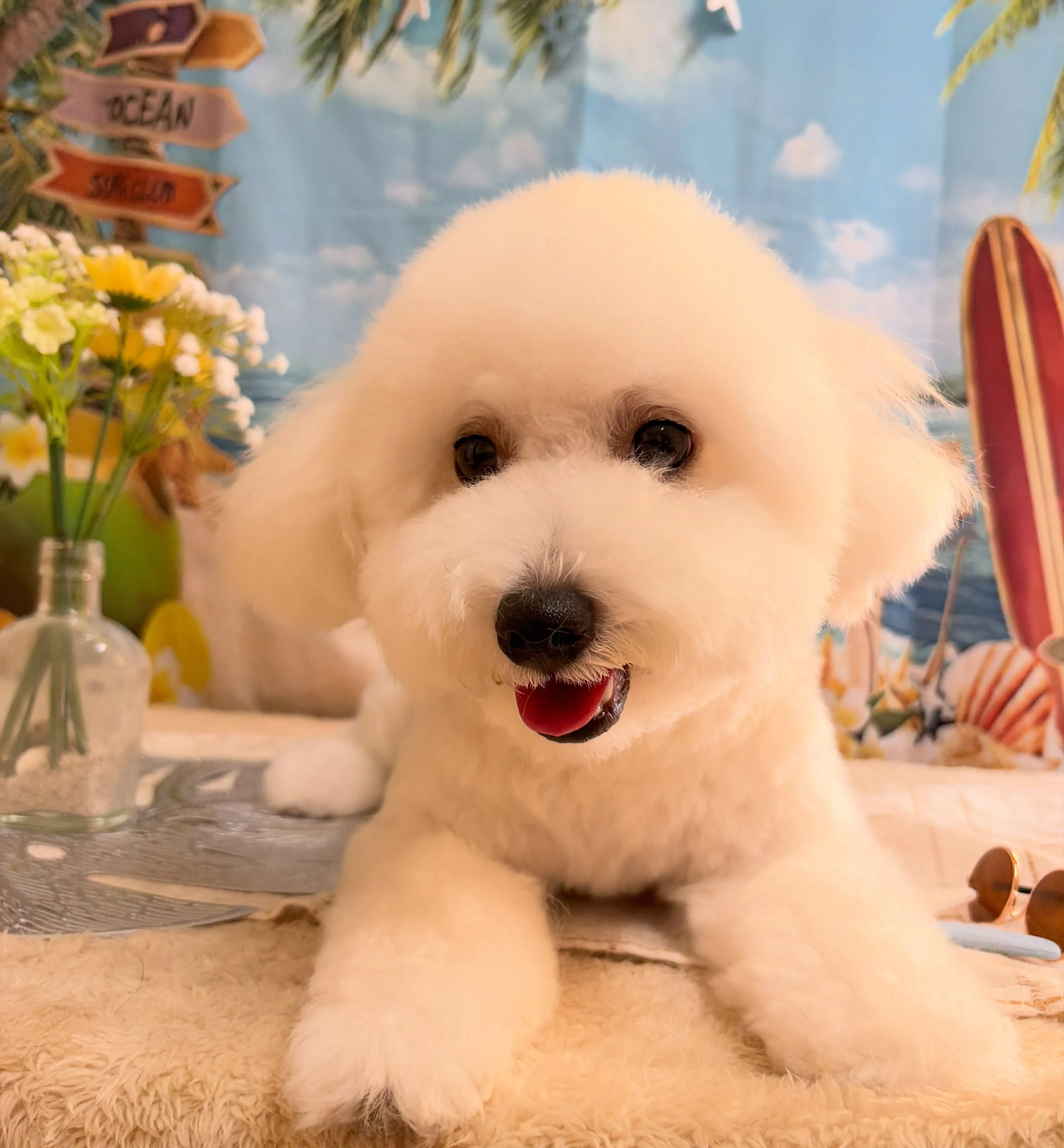🍃7/25のトリミング🍃ミックス犬🐶｜名東区・千種区・守山区...