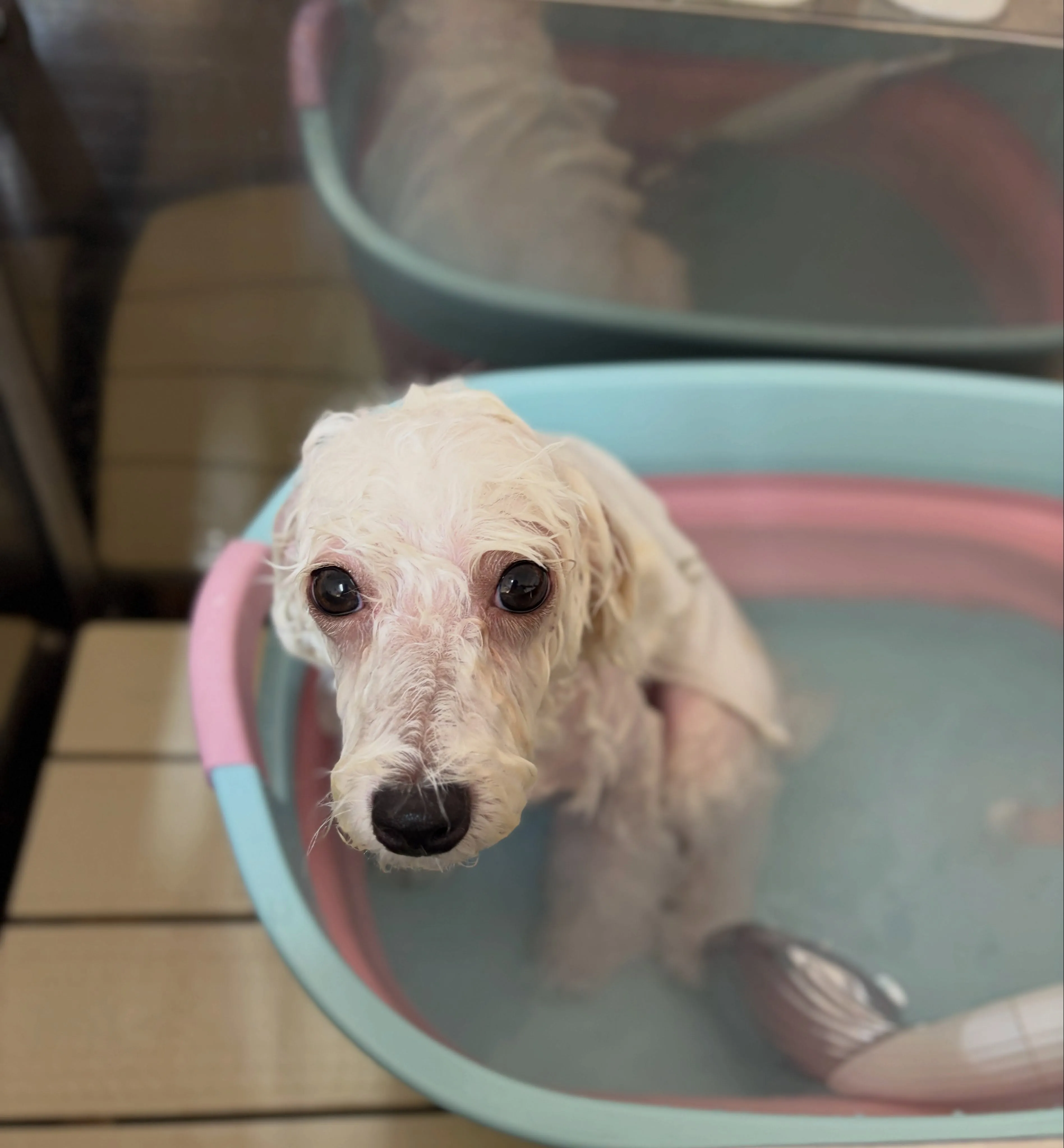 🍃7/25のトリミング🍃ミックス犬🐶｜名東区・千種区・守山区...