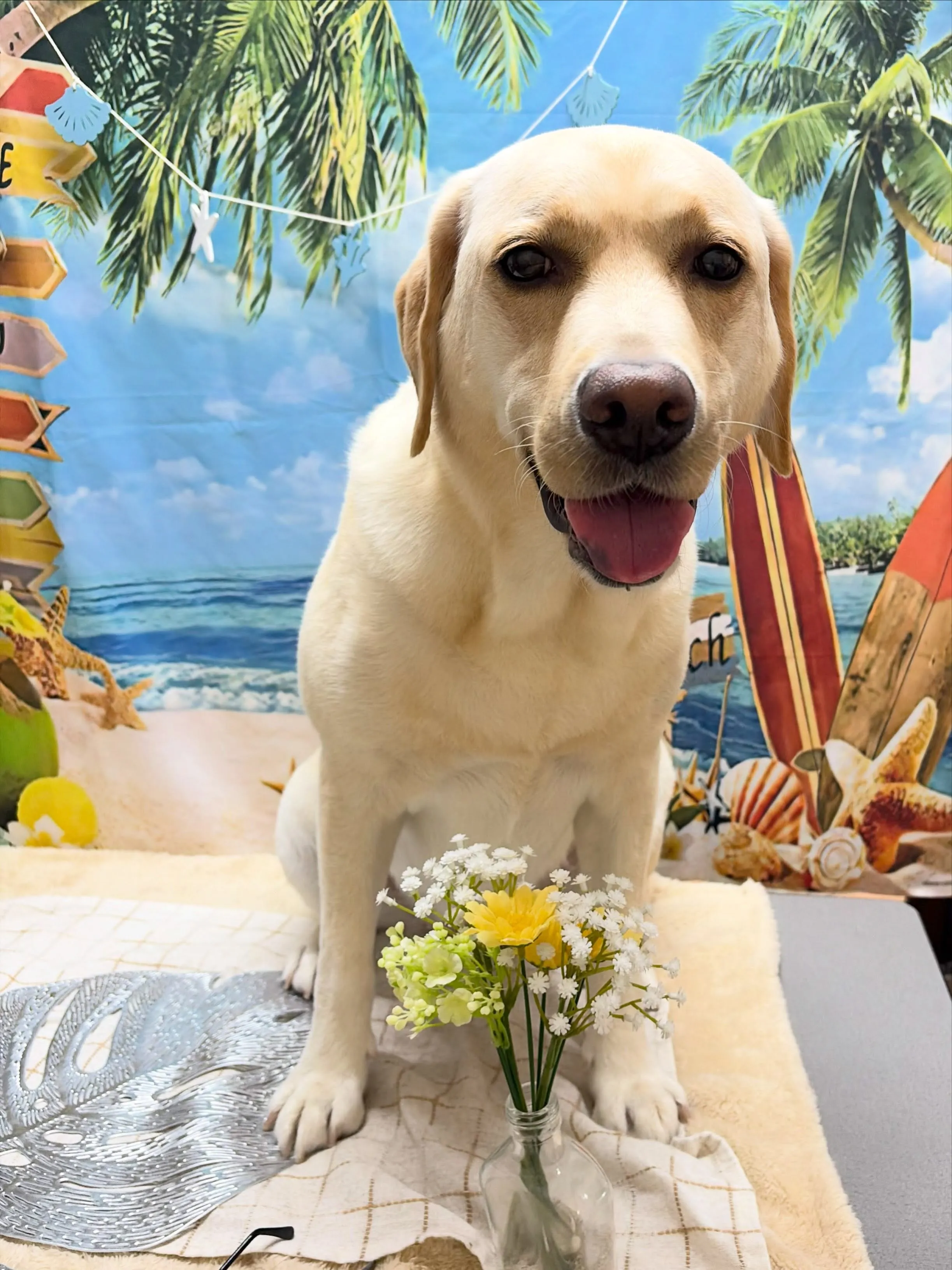 🍃7/25のトリミング🍃ラブラドールレトリバー🐶｜名東区・千...