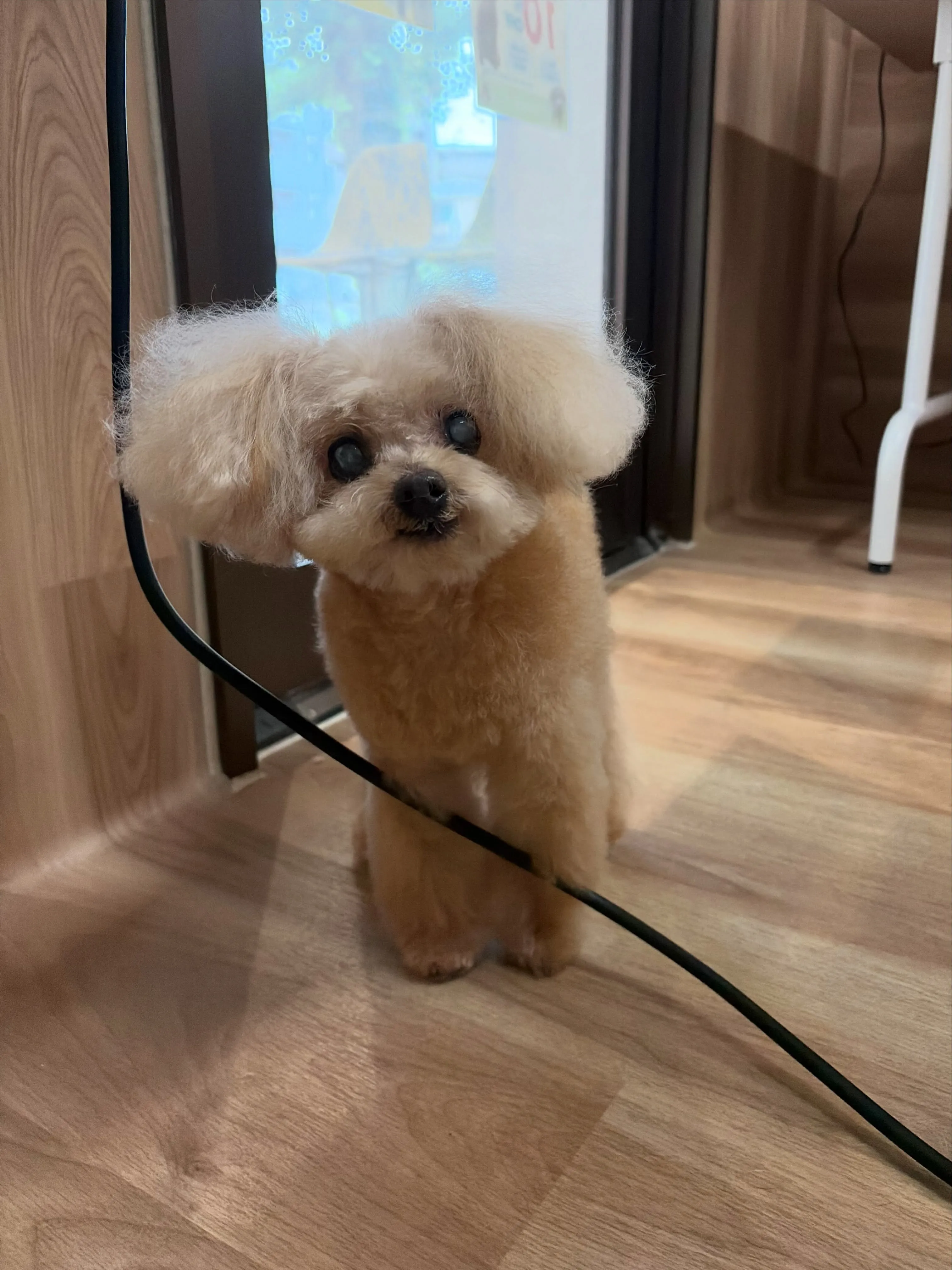 🍃7/26のトリミング🍃プードル🐶｜名東区・千種区・守山区の...
