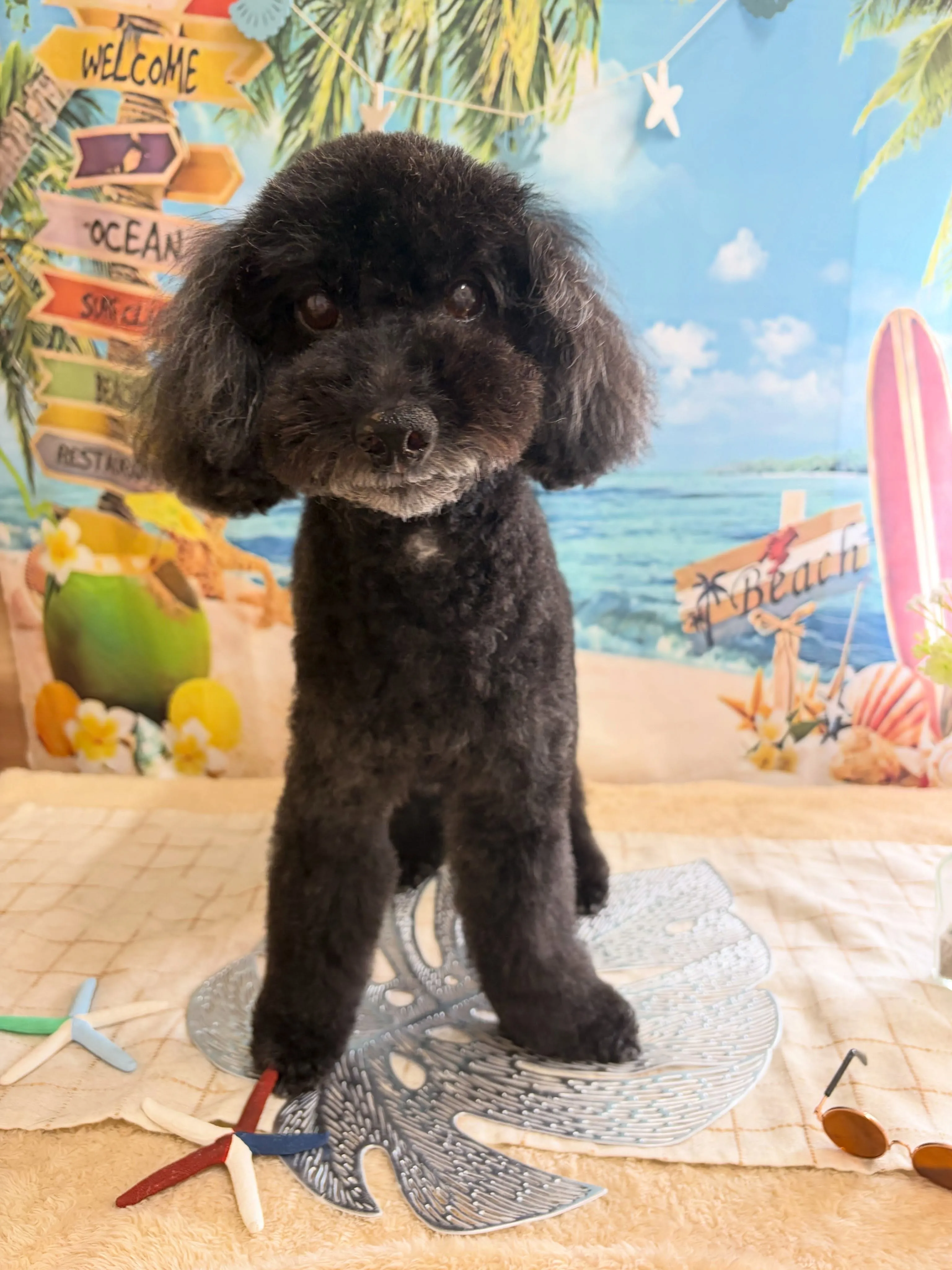 🍃7/26のトリミング🍃プードル🐶｜名東区・千種区・守山区の...