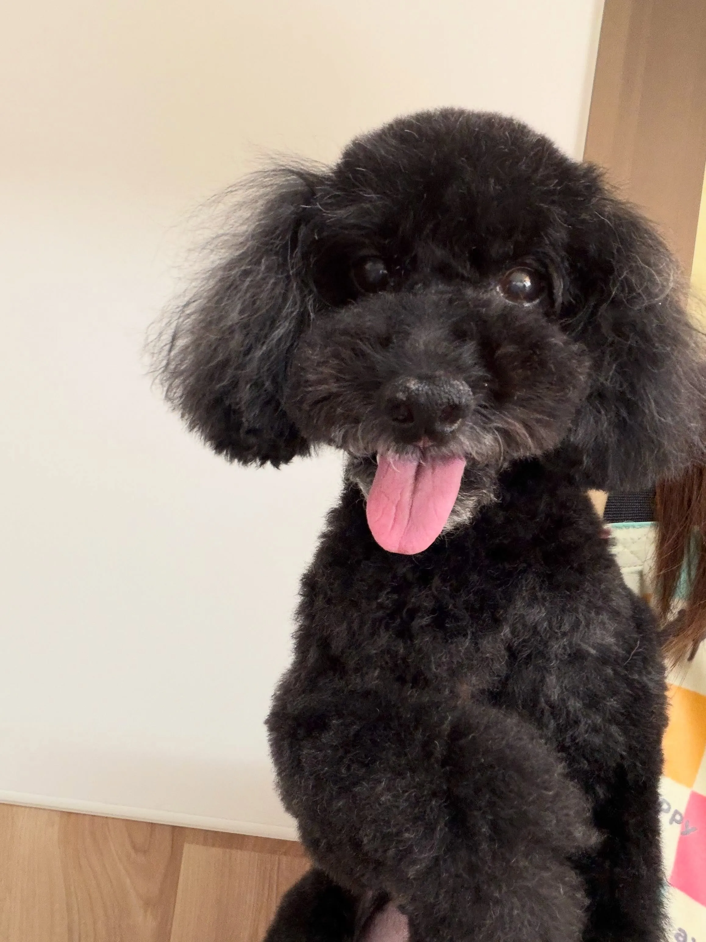 🍃7/26のトリミング🍃プードル🐶｜名東区・千種区・守山区の...