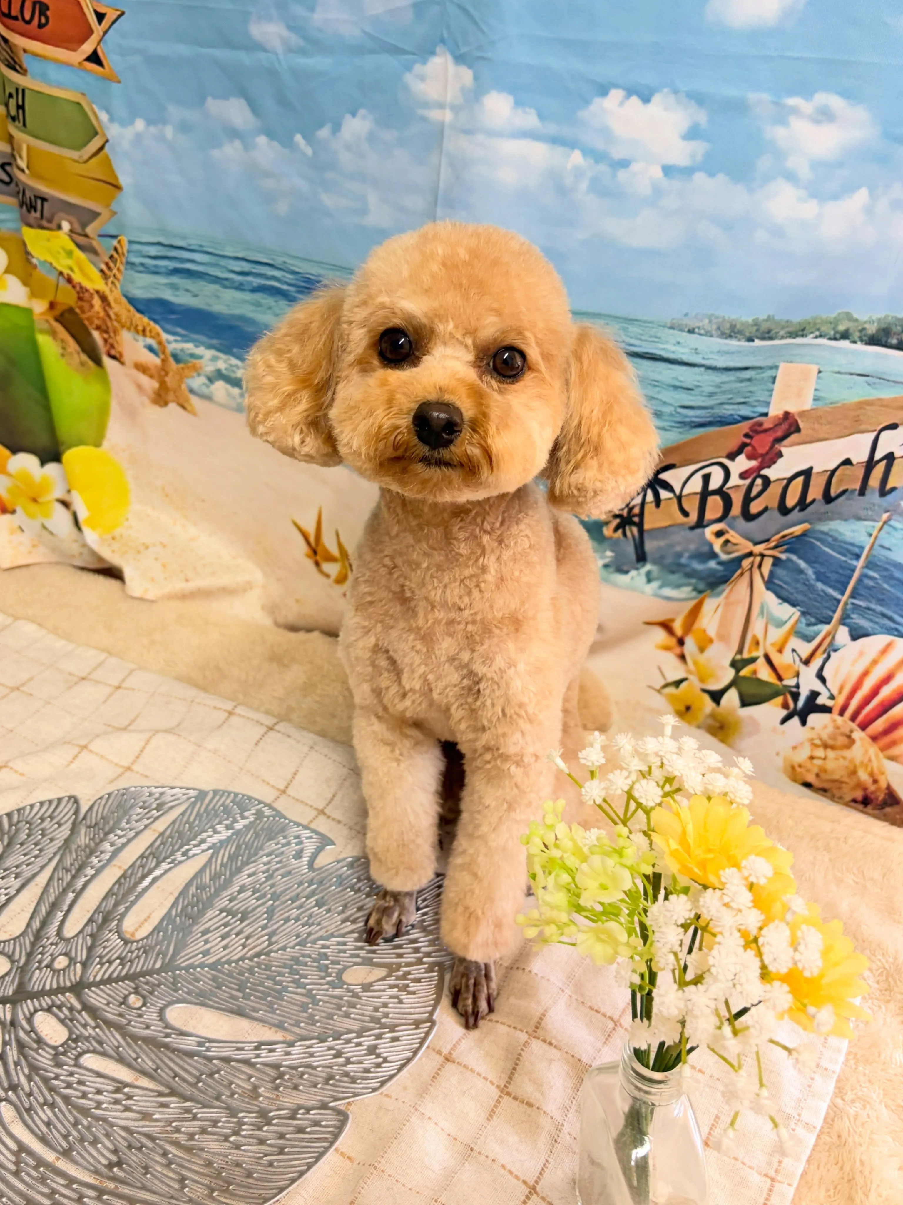 🍃6/14のトリミング🍃プードル🐶｜名東区・千種区・守山区の...