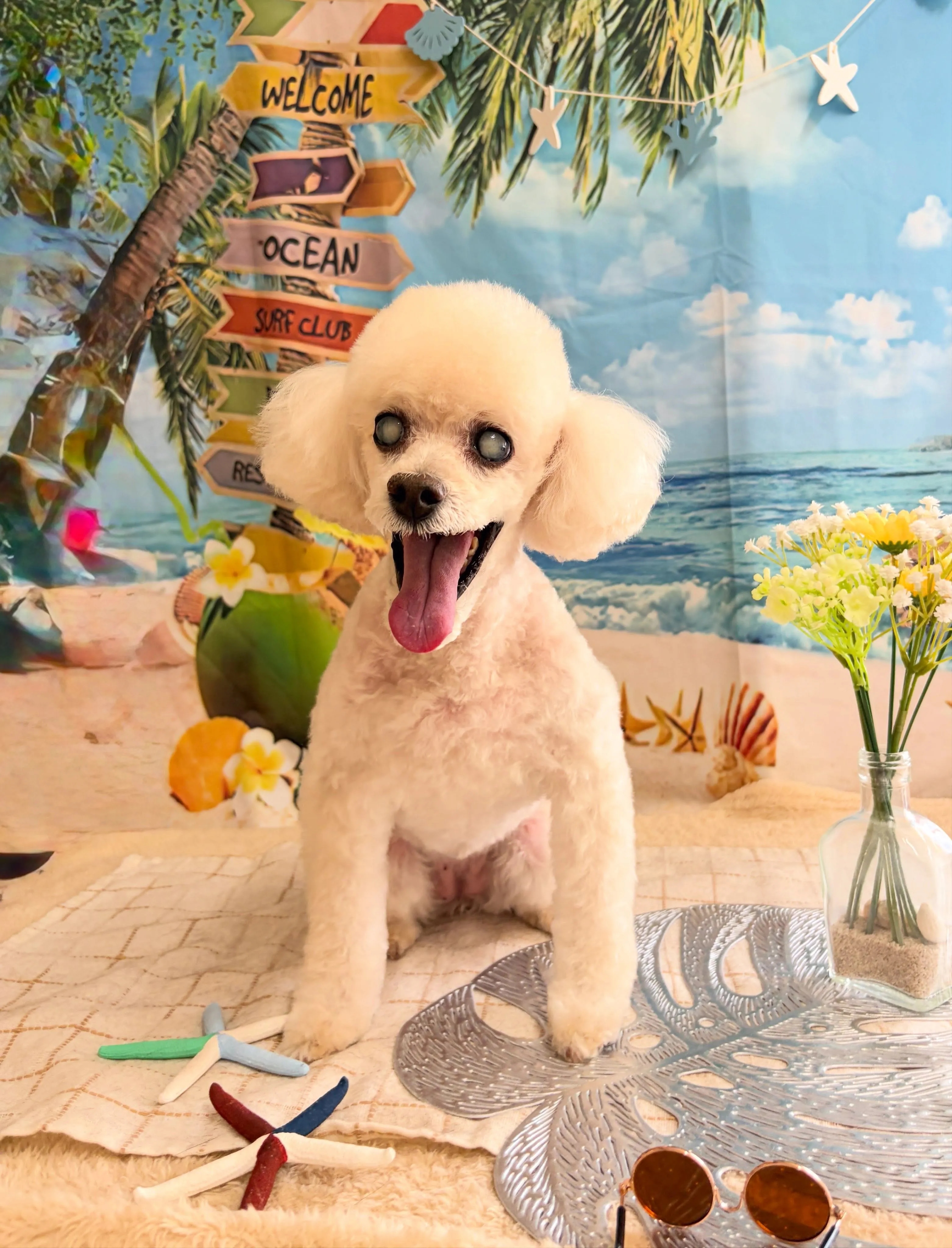 🍃7/26のトリミング🍃プードル🐶｜名東区・千種区・守山区の...