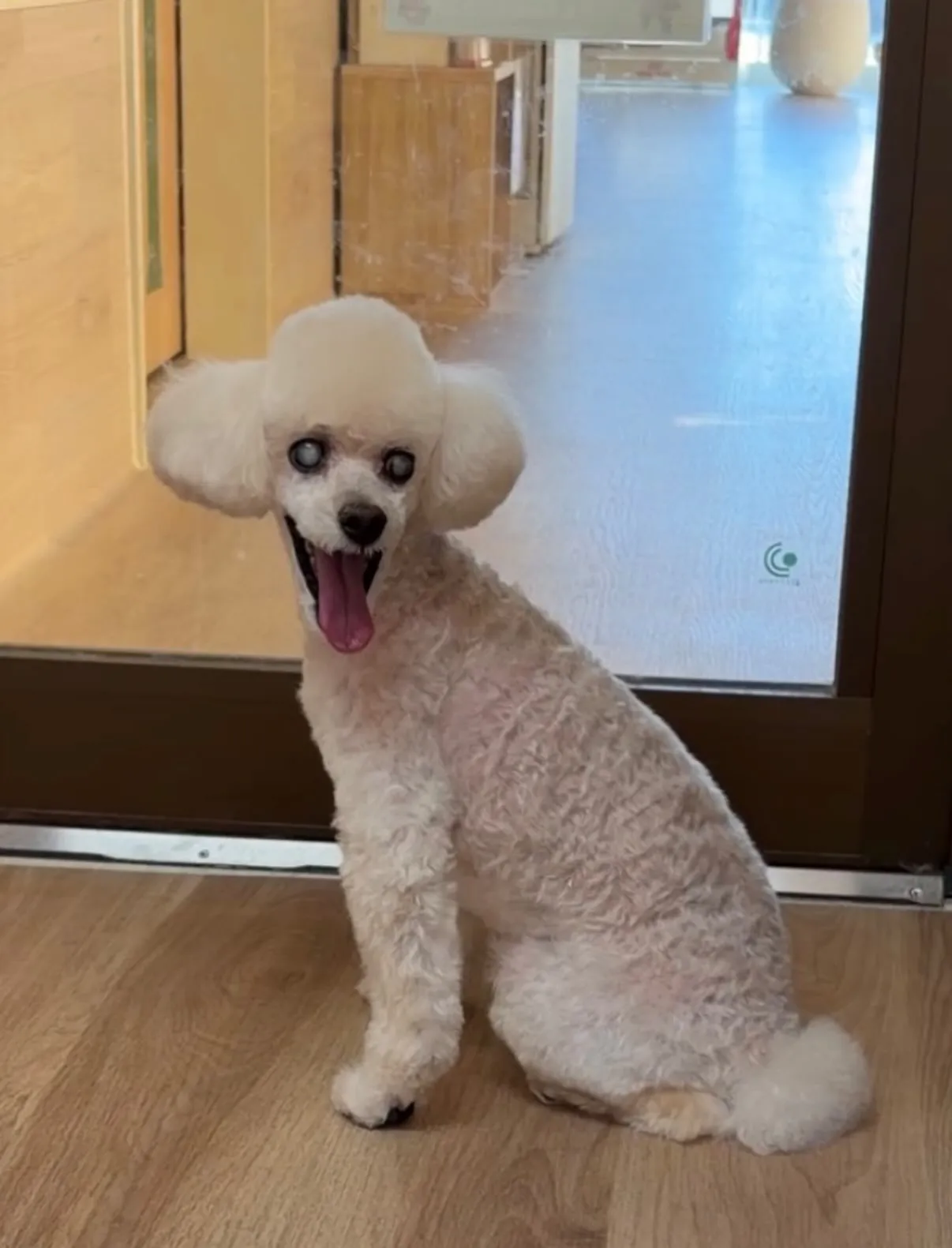 🍃7/26のトリミング🍃プードル🐶｜名東区・千種区・守山区の...