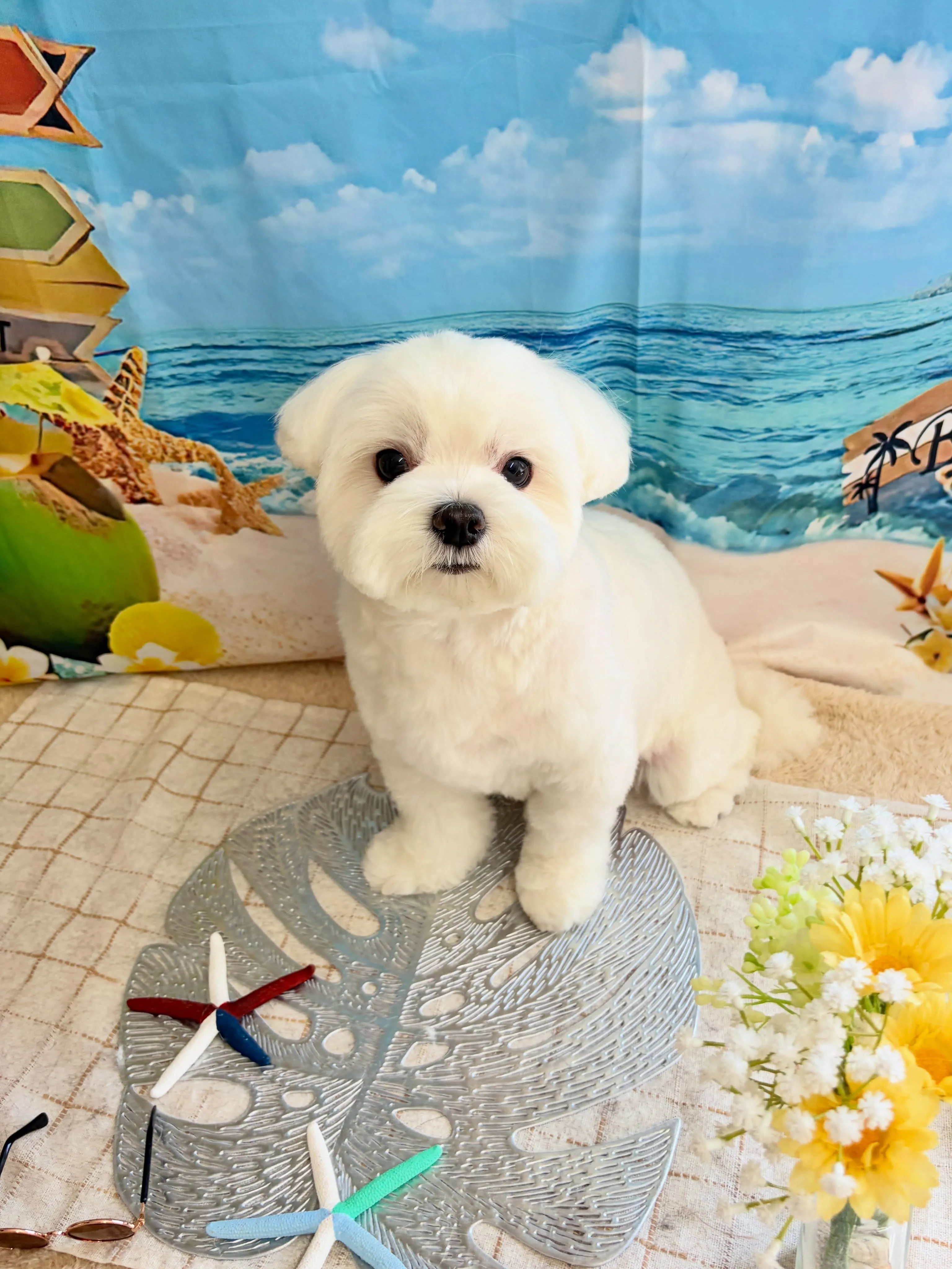 🍃7/27のトリミング🍃マルチーズ🐶｜名東区・千種区・守山区...
