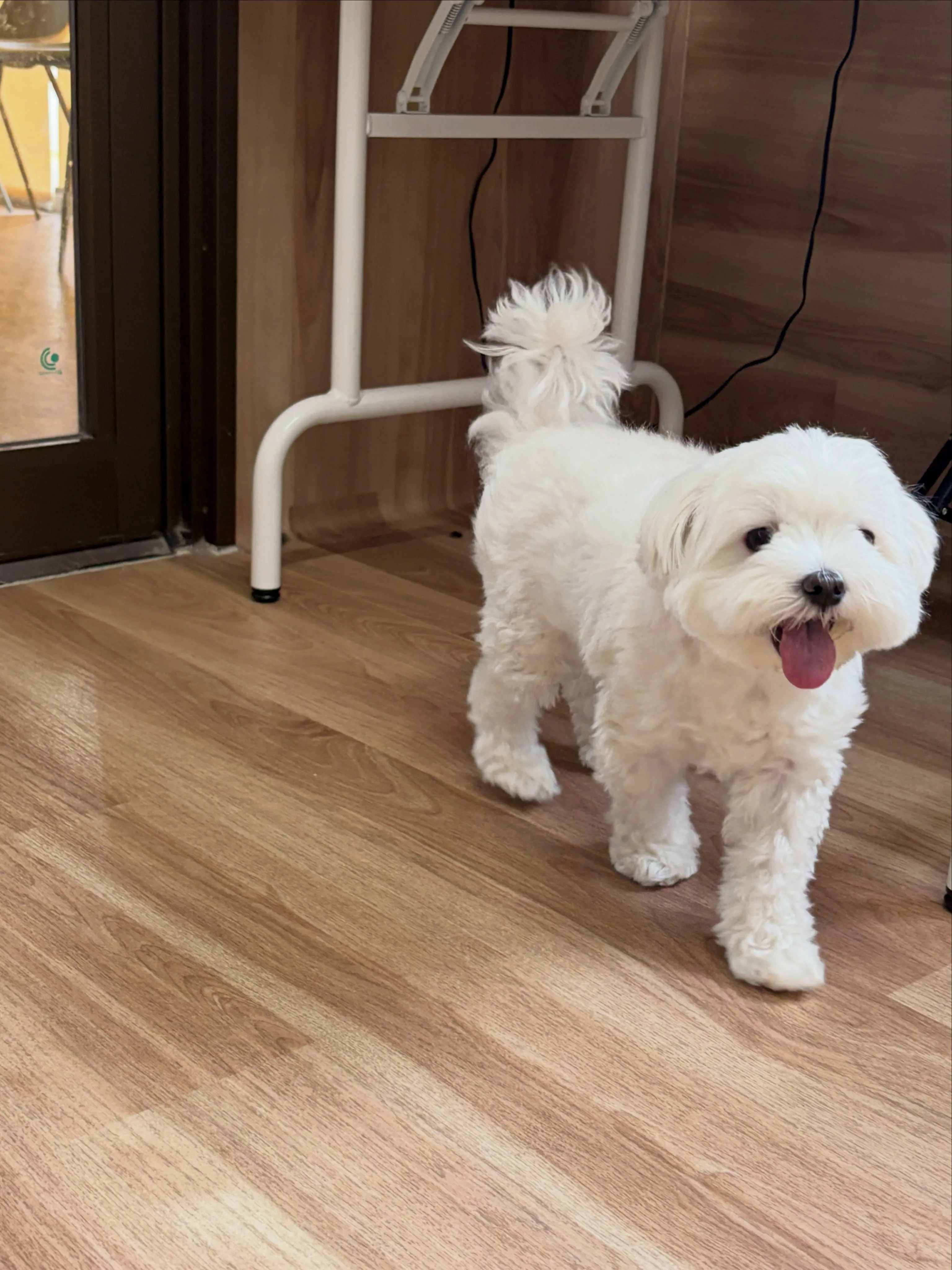 🍃7/27のトリミング🍃マルチーズ🐶｜名東区・千種区・守山区...