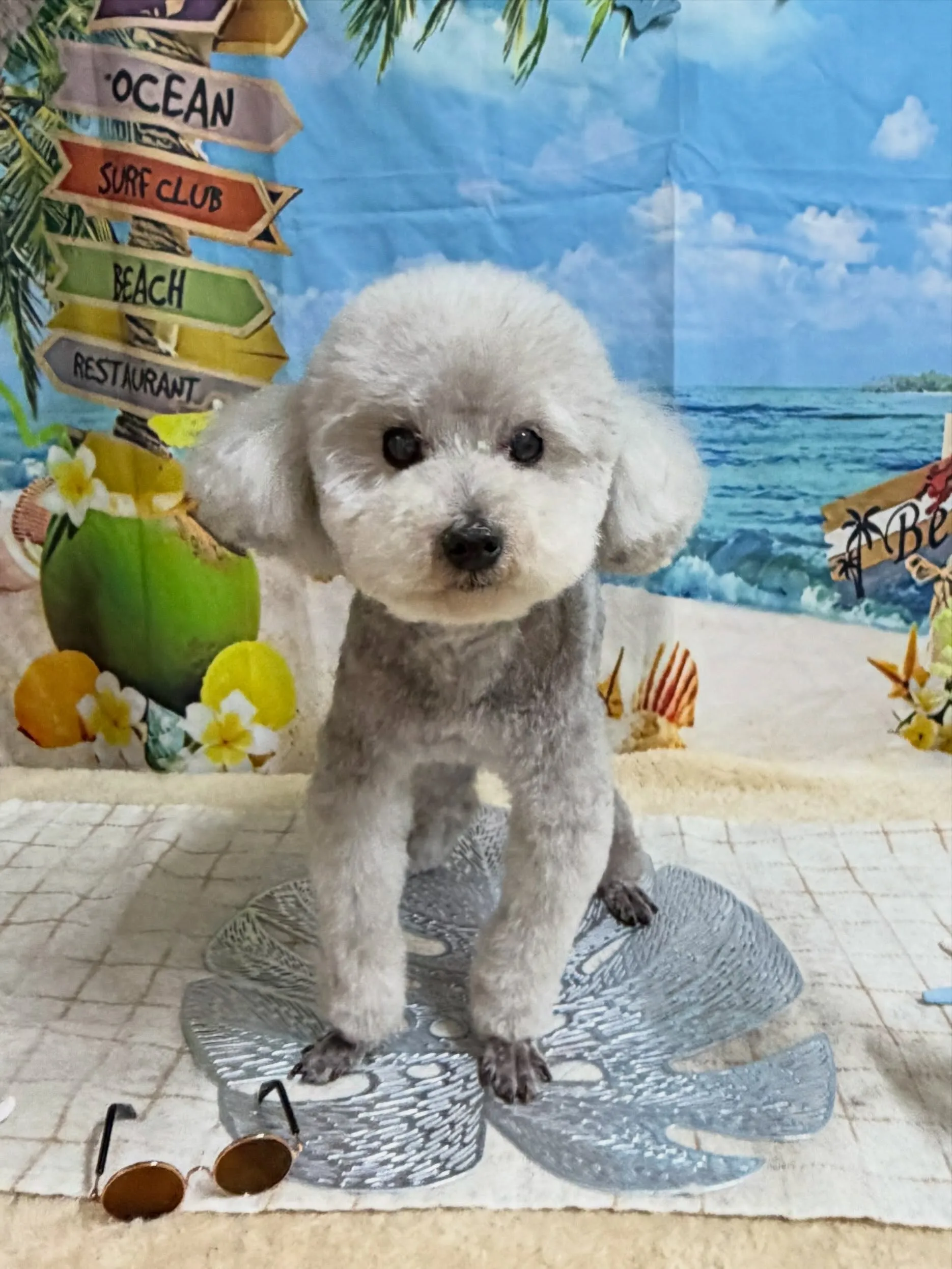 🍃7/27のトリミング🍃プードル🐶｜名東区・千種区・守山区の...