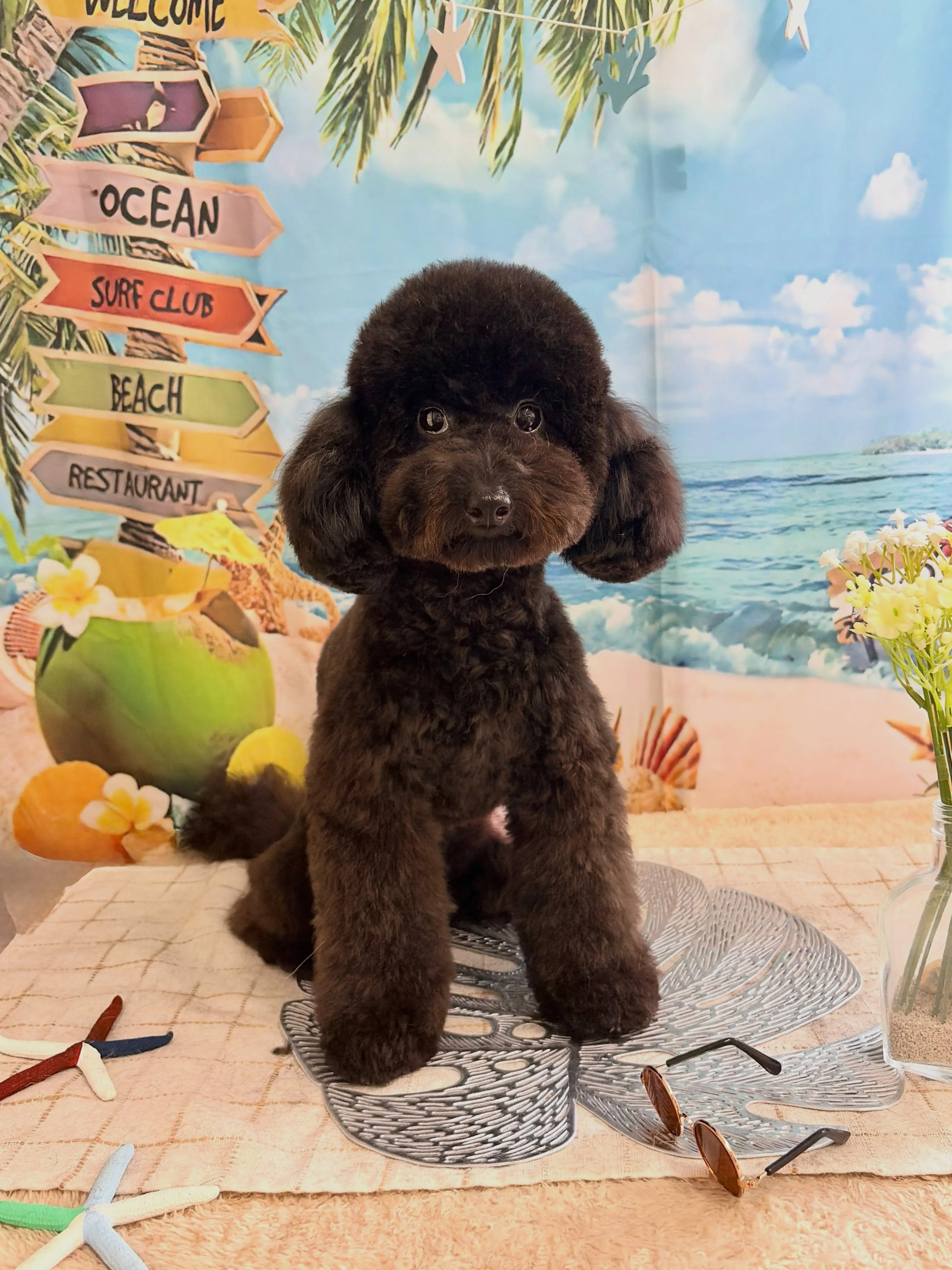 🍃7/27のトリミング🍃プードル🐶｜名東区・千種区・守山区の...