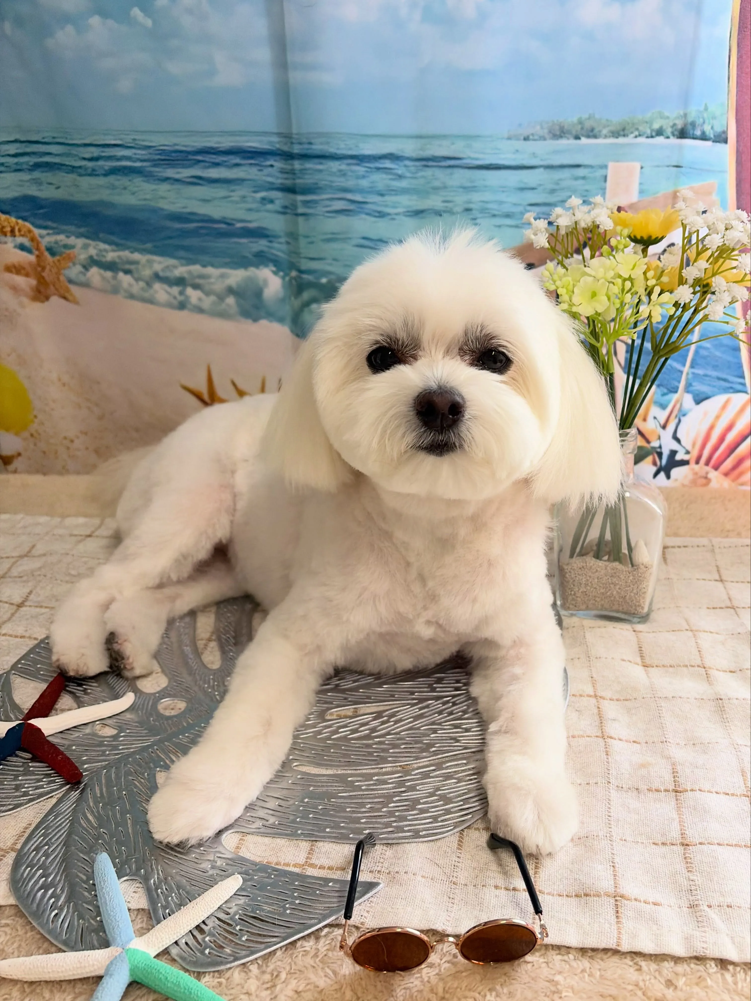 🍃7/28のトリミング🍃ミックス犬🐶｜名東区・千種区・守山区...