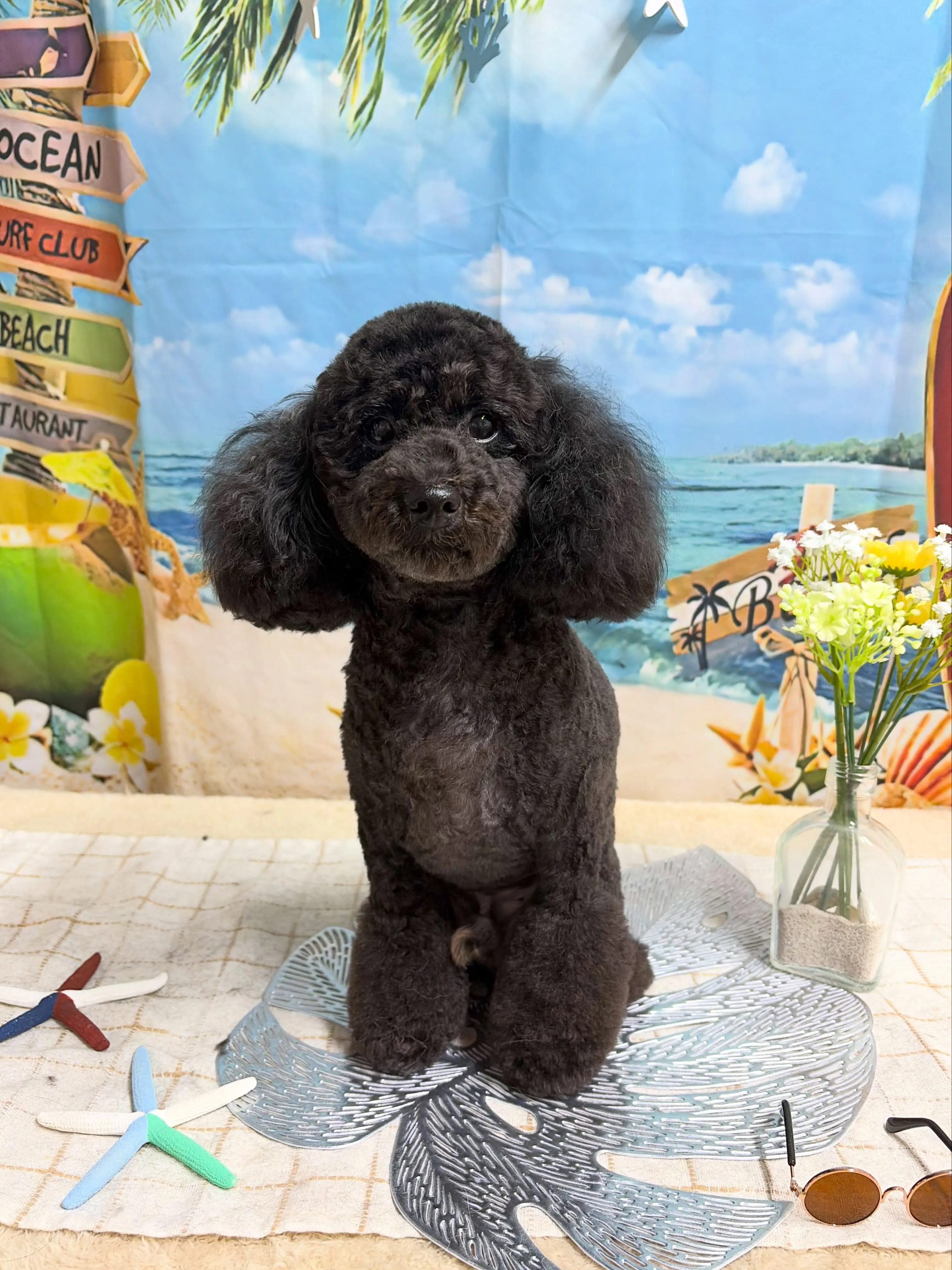 🍃7/28のトリミング🍃プードル 🐶｜名東区・千種区・守山区...