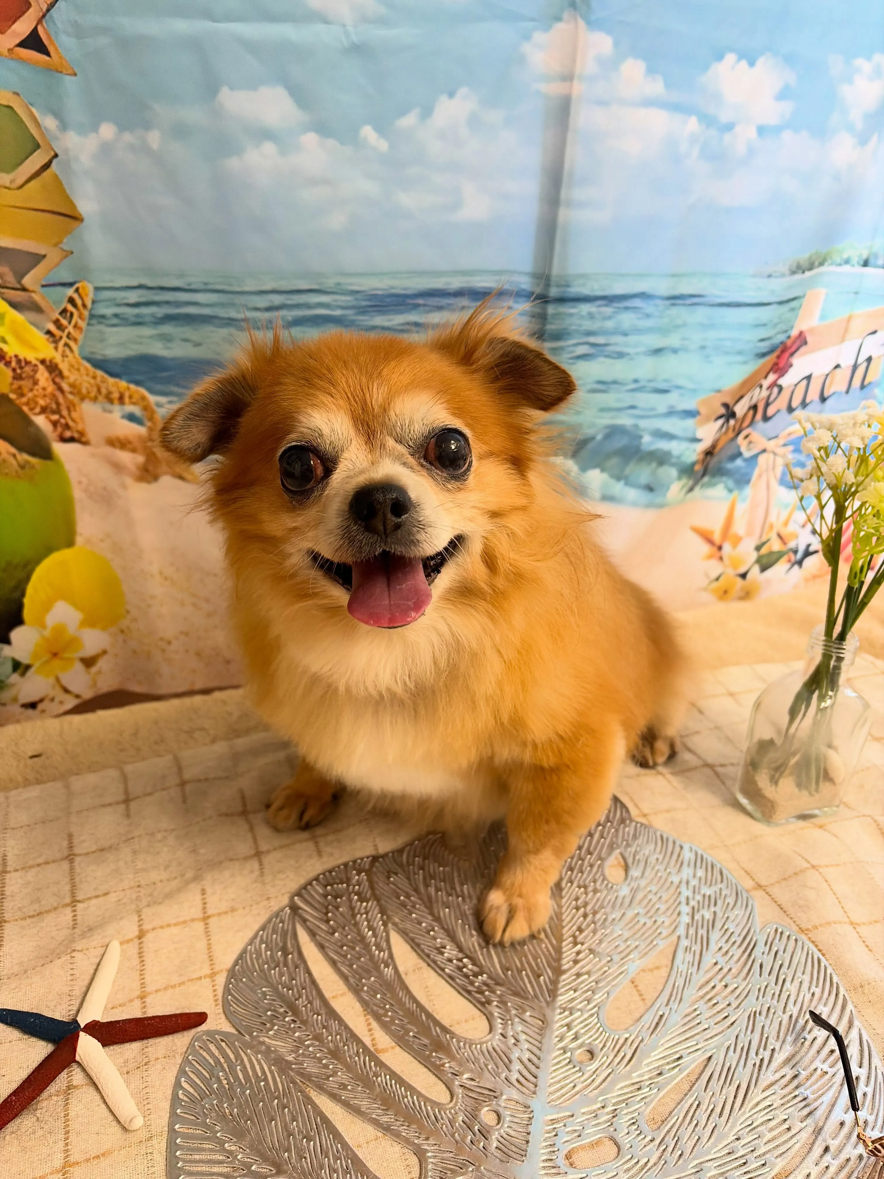 🍃7/29のトリミング🍃チワワ🐶｜名東区・千種区・守山区の動...