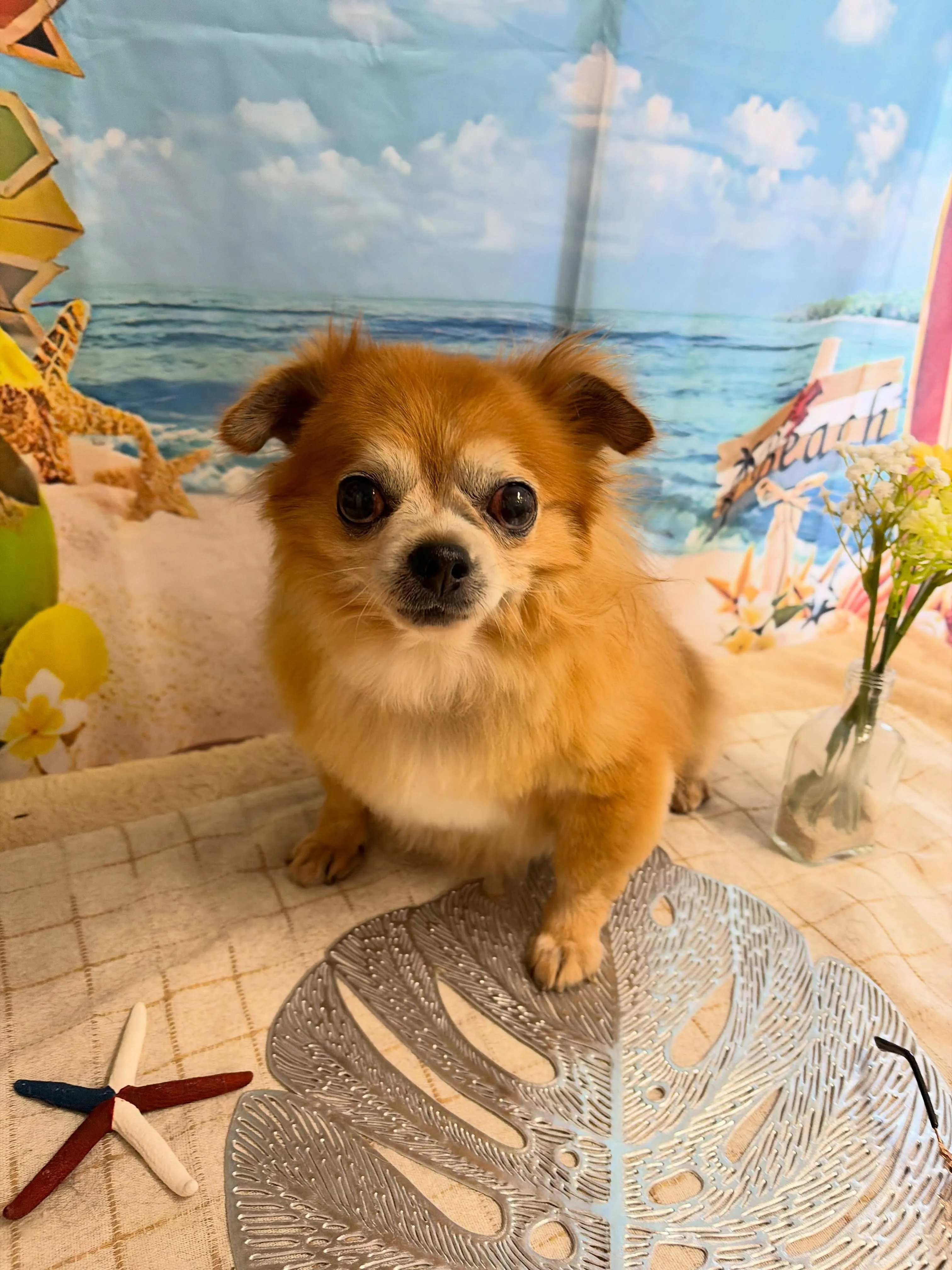 🍃7/29のトリミング🍃チワワ🐶｜名東区・千種区・守山区の動...