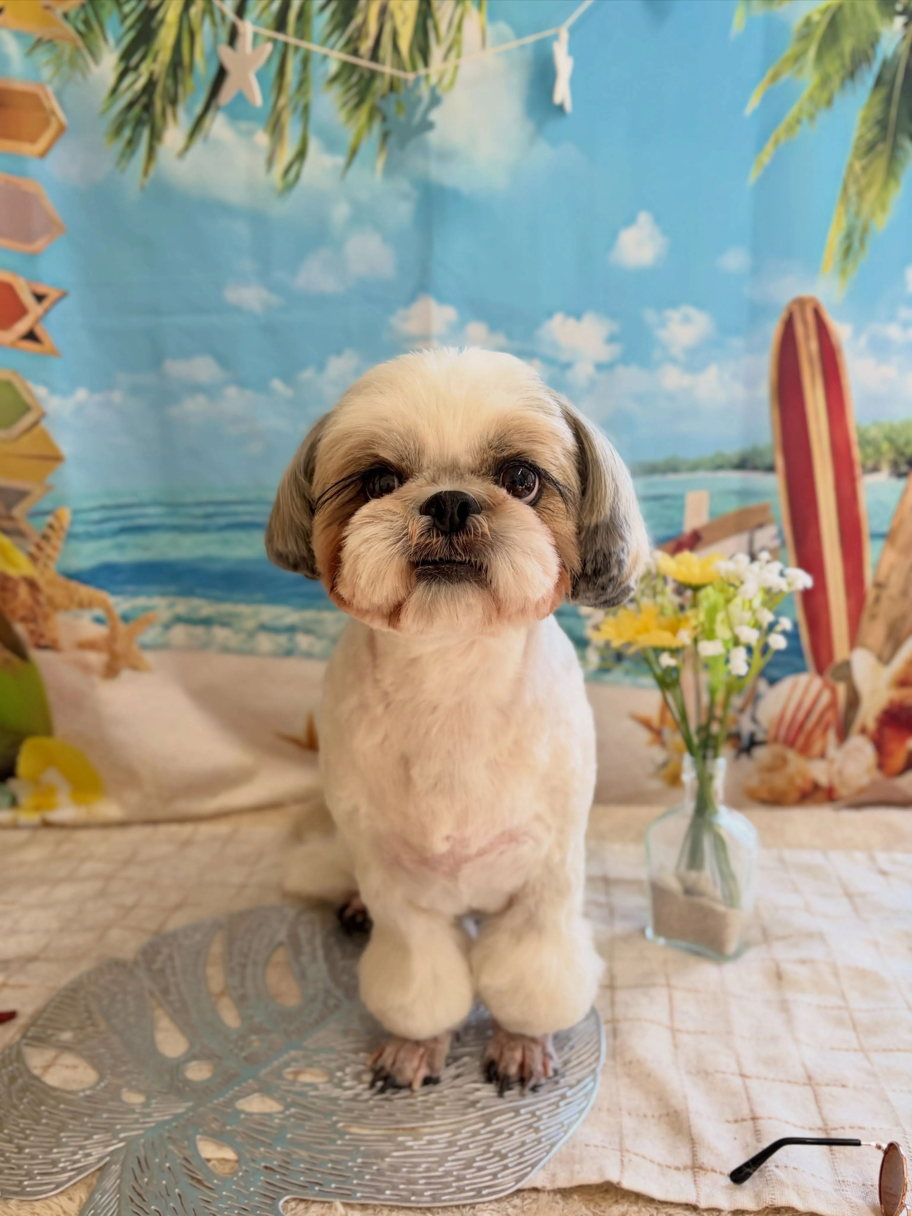🍃7/29のトリミング🍃シーズー🐶|名東区・千種区・守山区の...