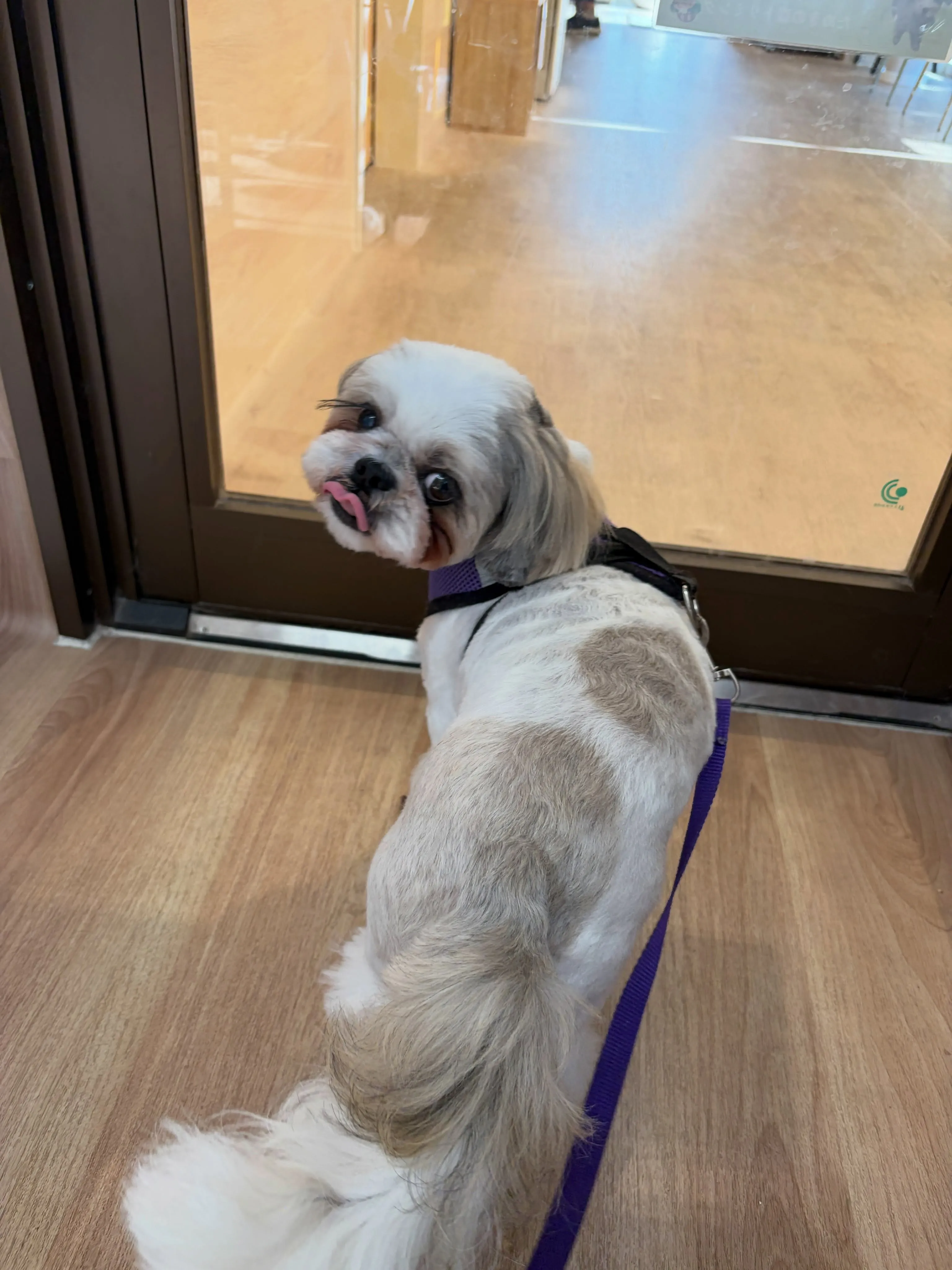 🍃7/29のトリミング🍃シーズー🐶|名東区・千種区・守山区の...