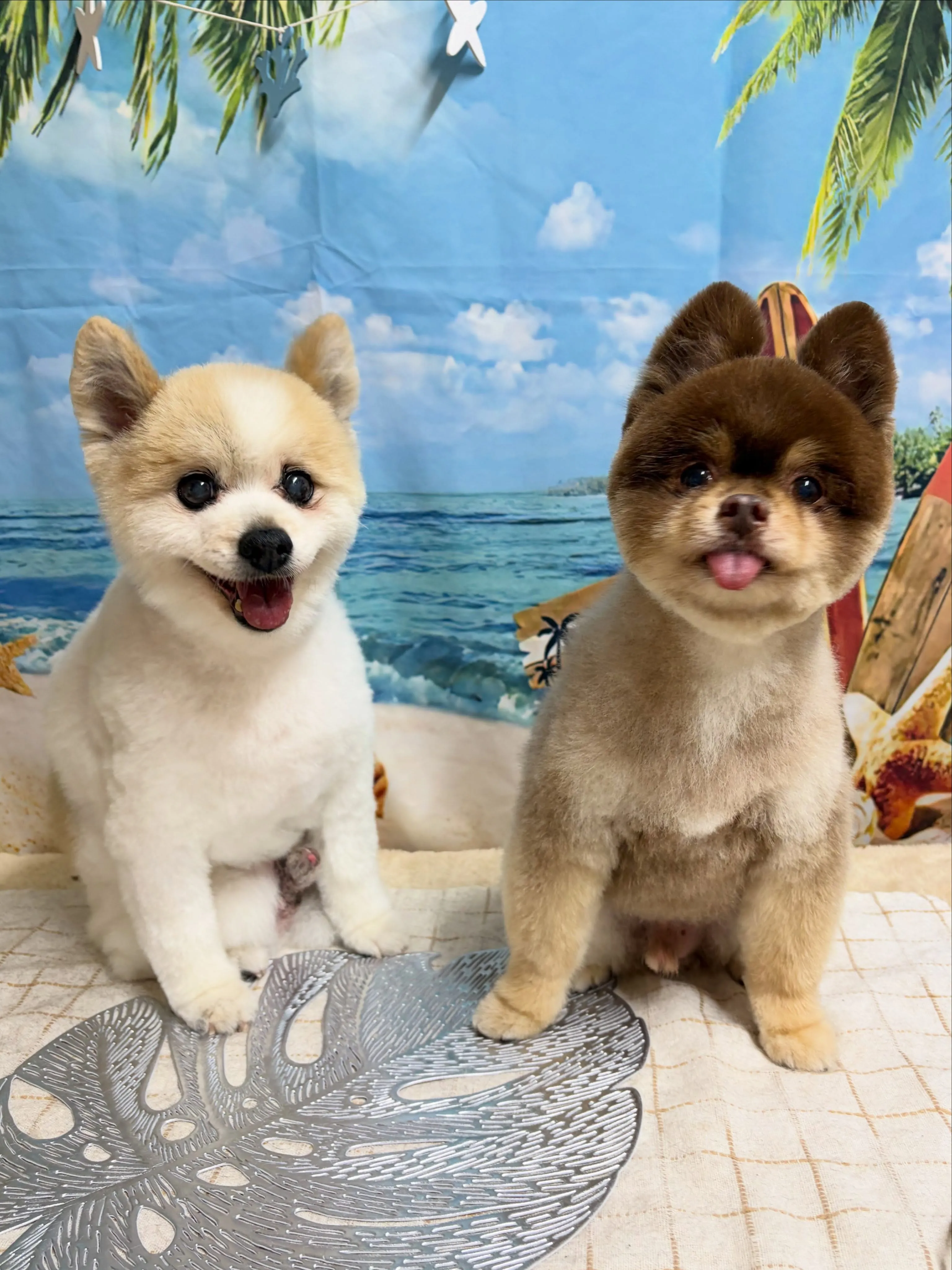 🍃7/29のトリミング🍃ポメラニアン🐶｜名東区・千種区・守山...